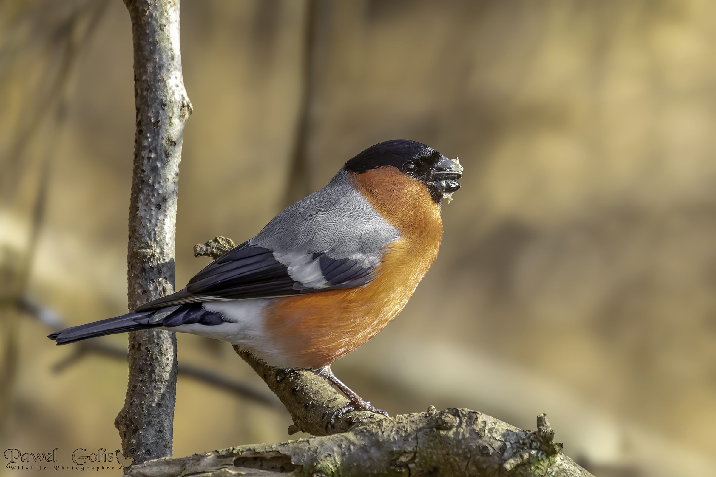 Ciuffolotto (Pyrrhula pyrrhula)