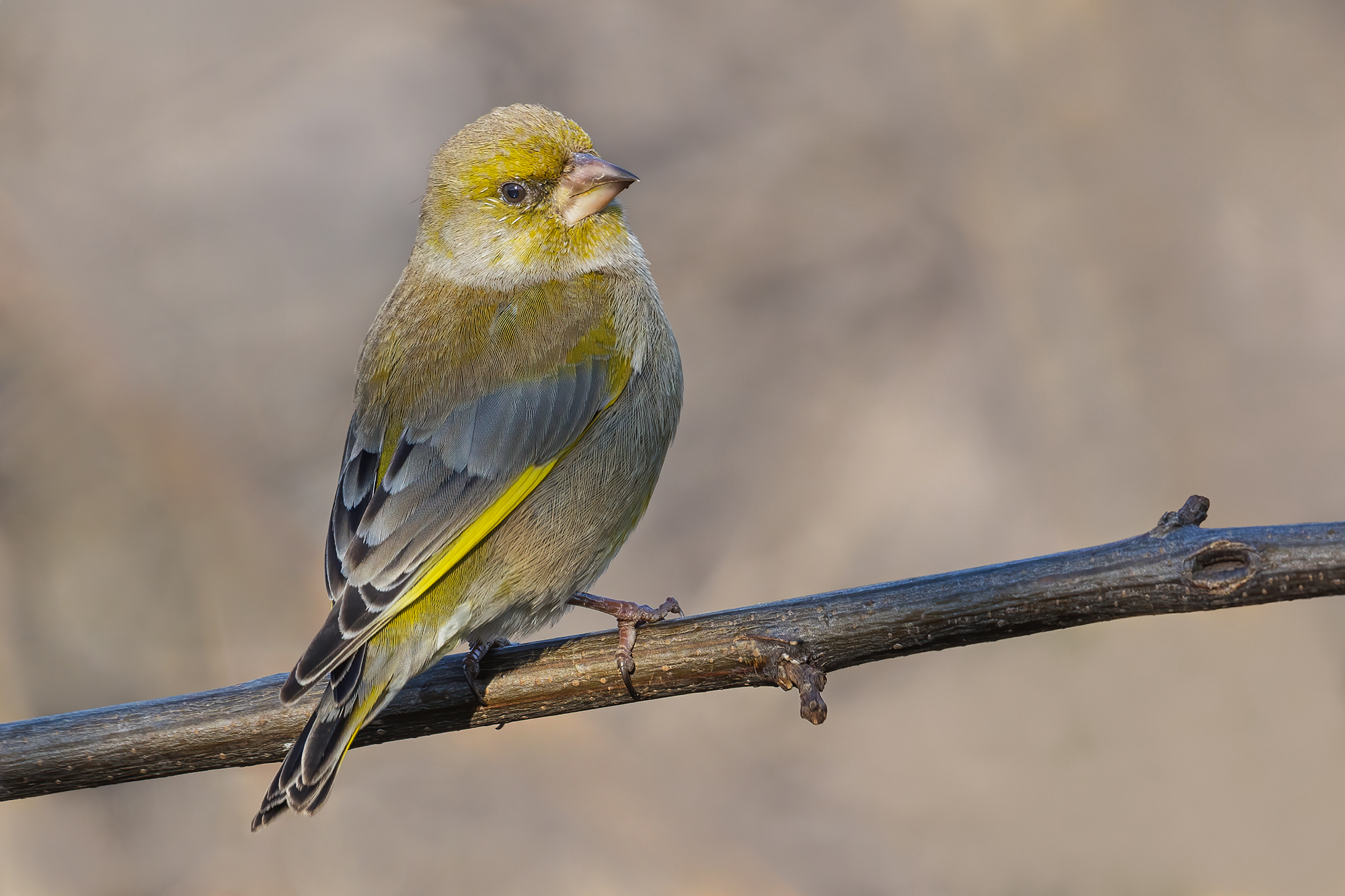 Greenfinch