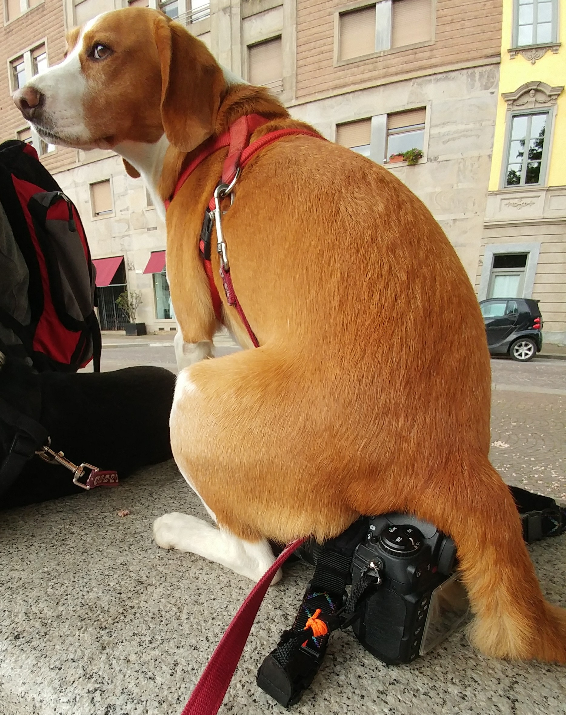 Il giudice