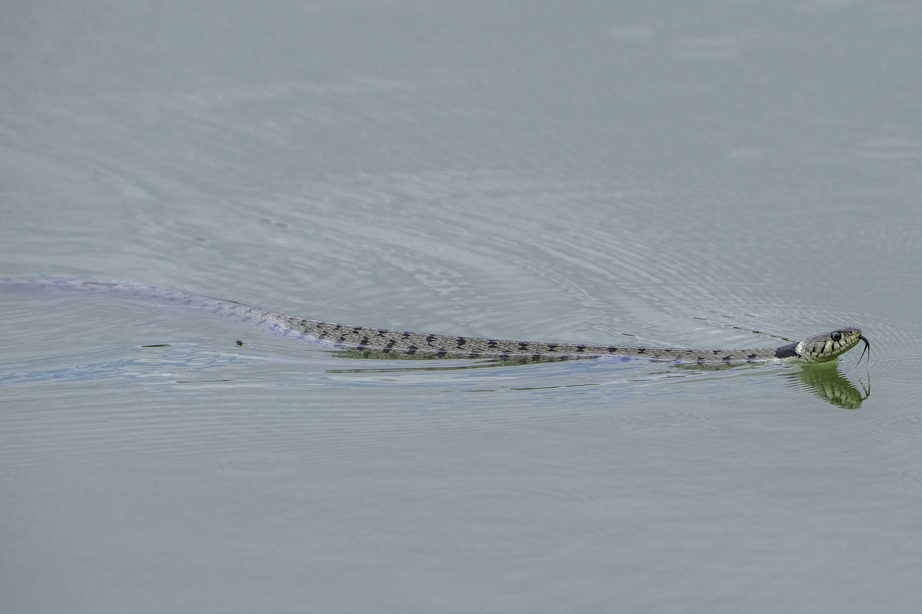 Collared snake