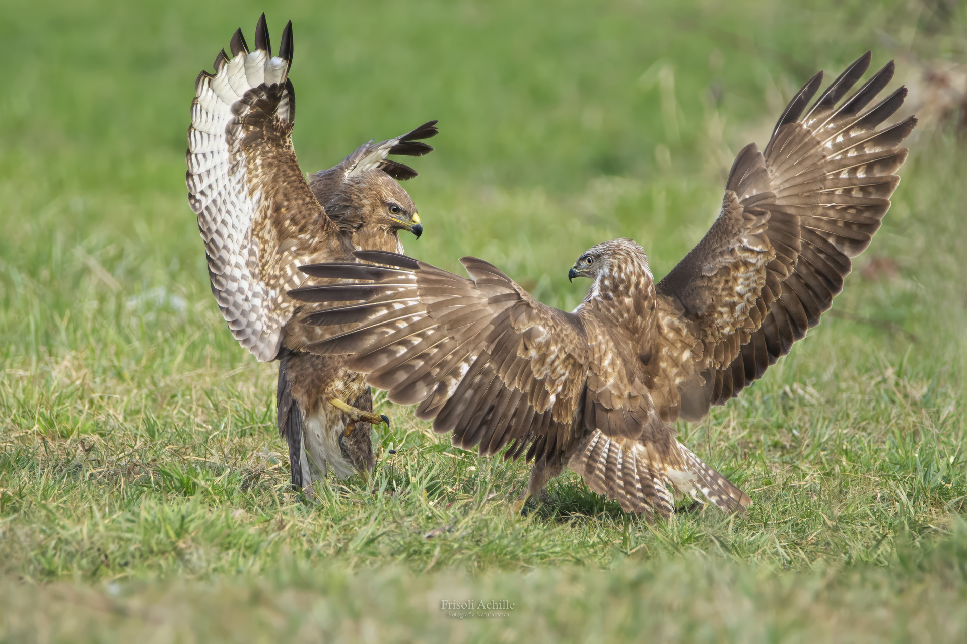 Buzzards