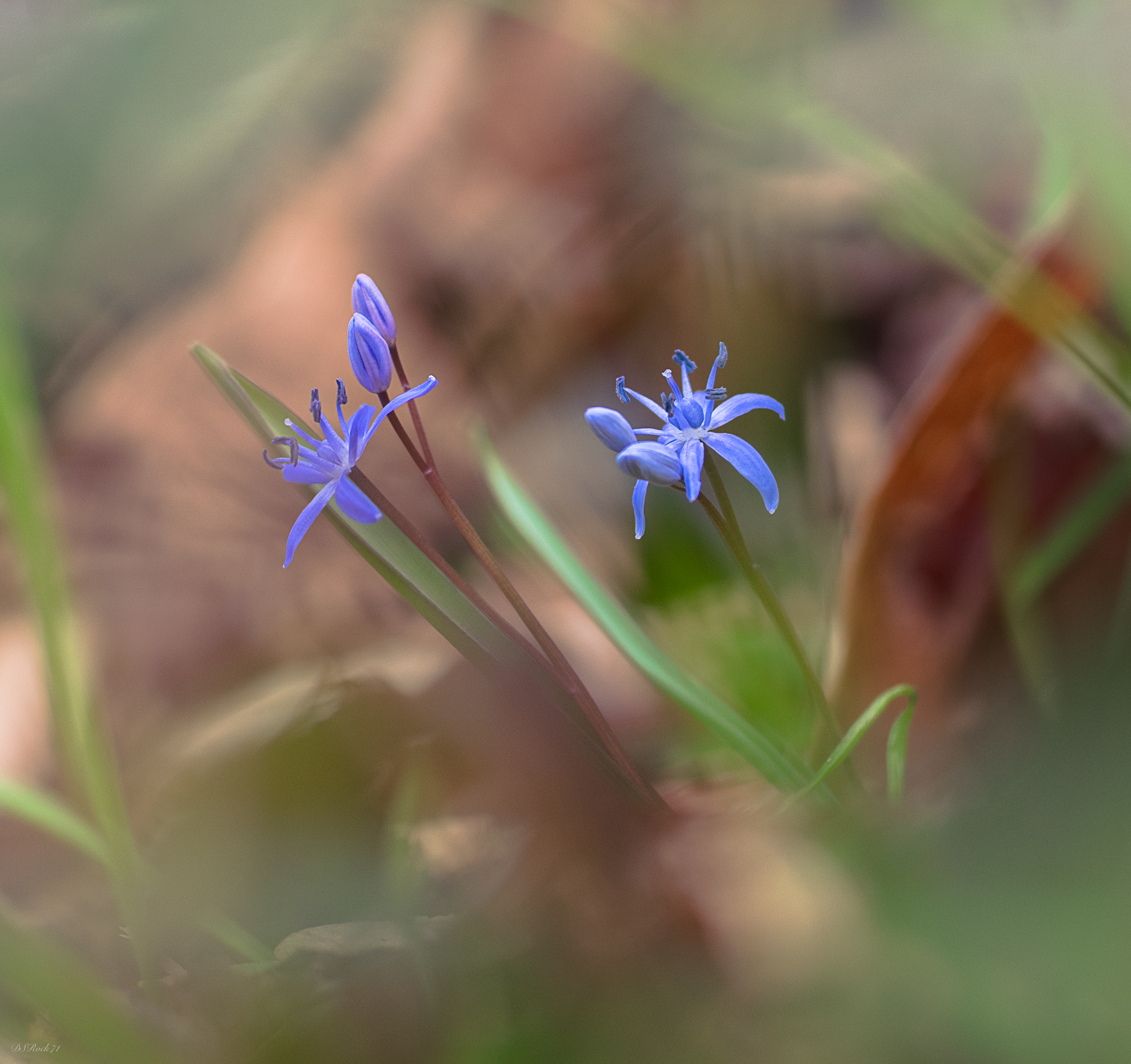 The complexity of a simple flower
