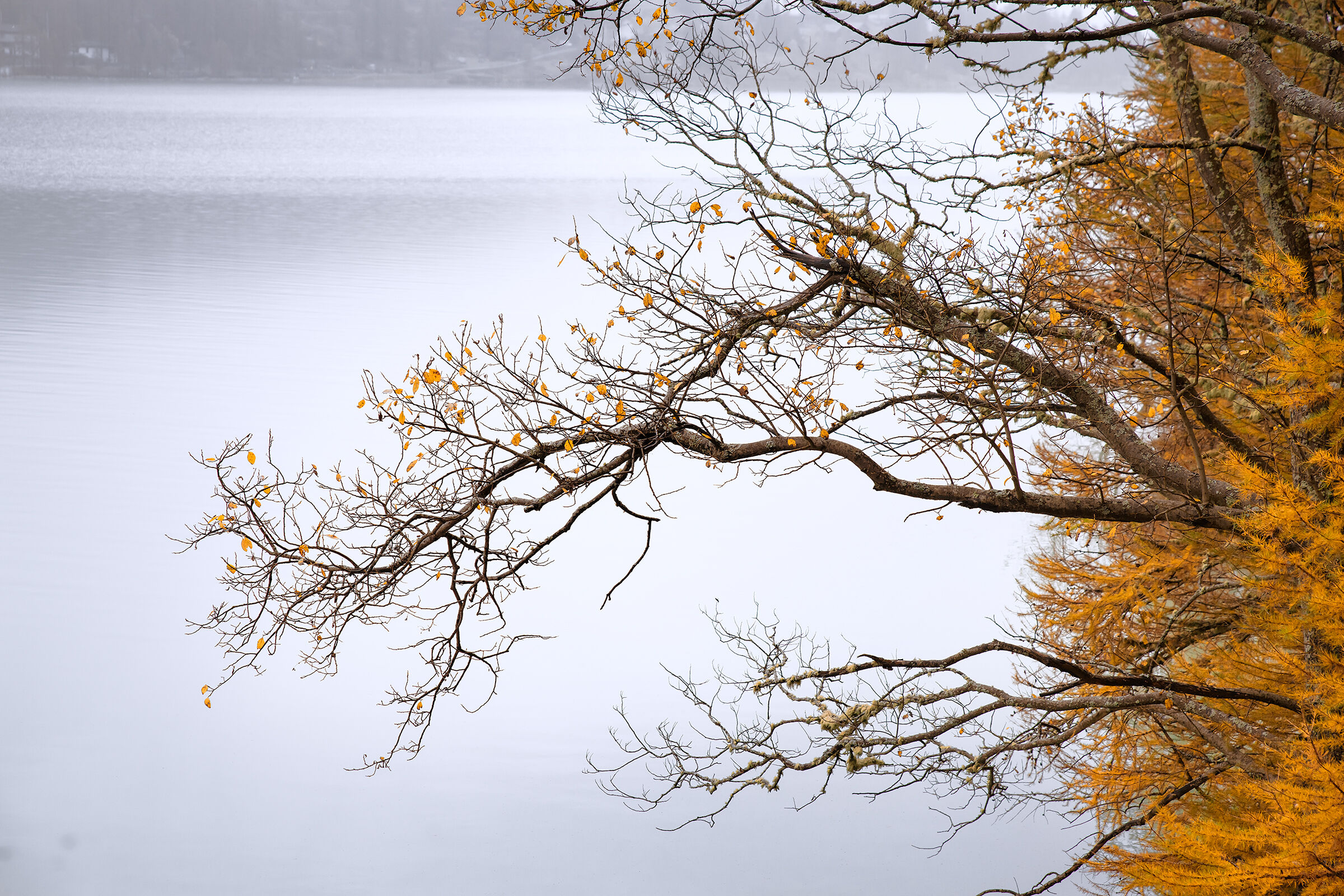 "In the fall of a leaf......