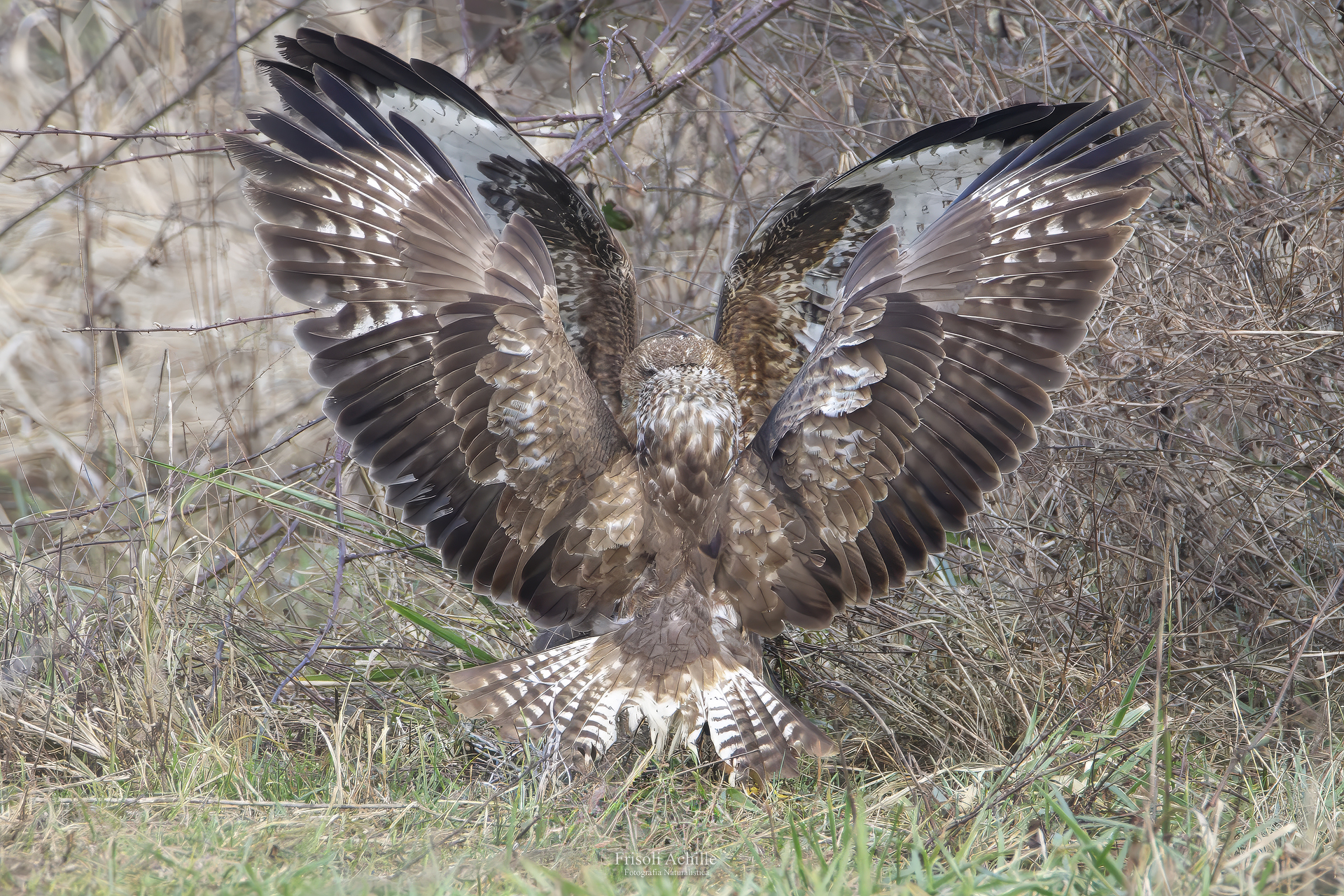 " Atto di forza " Poiane