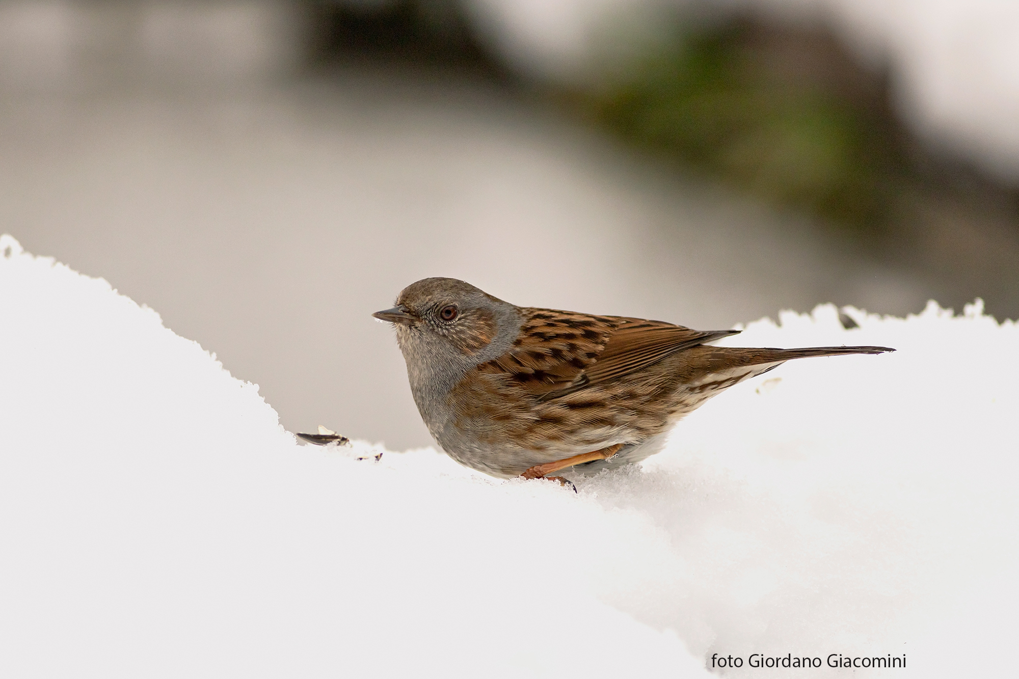 Passera   Scopaiola nella  neve