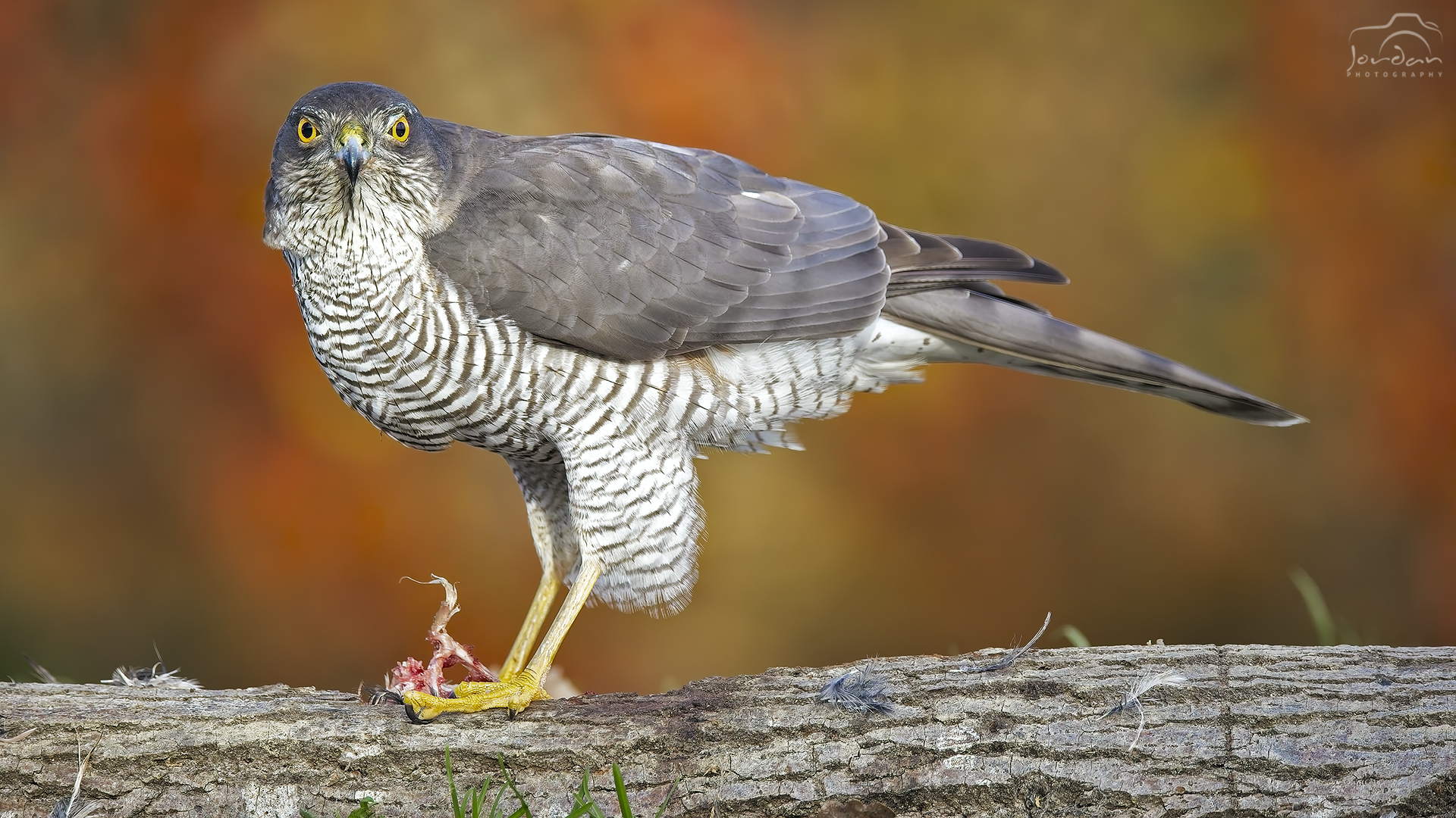 Sparrowhawk, my eyes...
