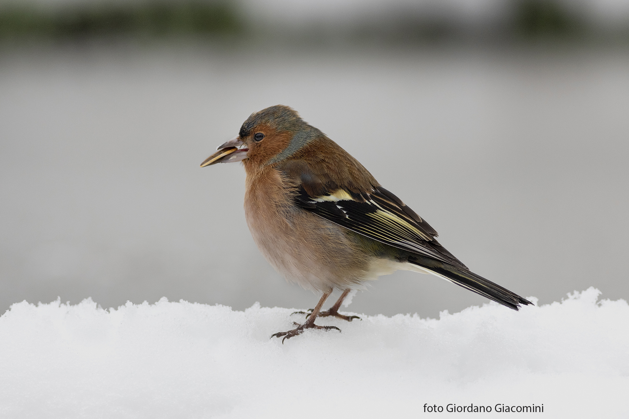 Fringuello   nella neve..