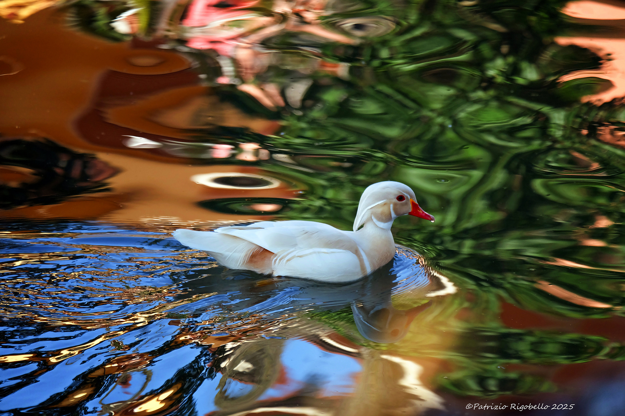 Swimming in Colors