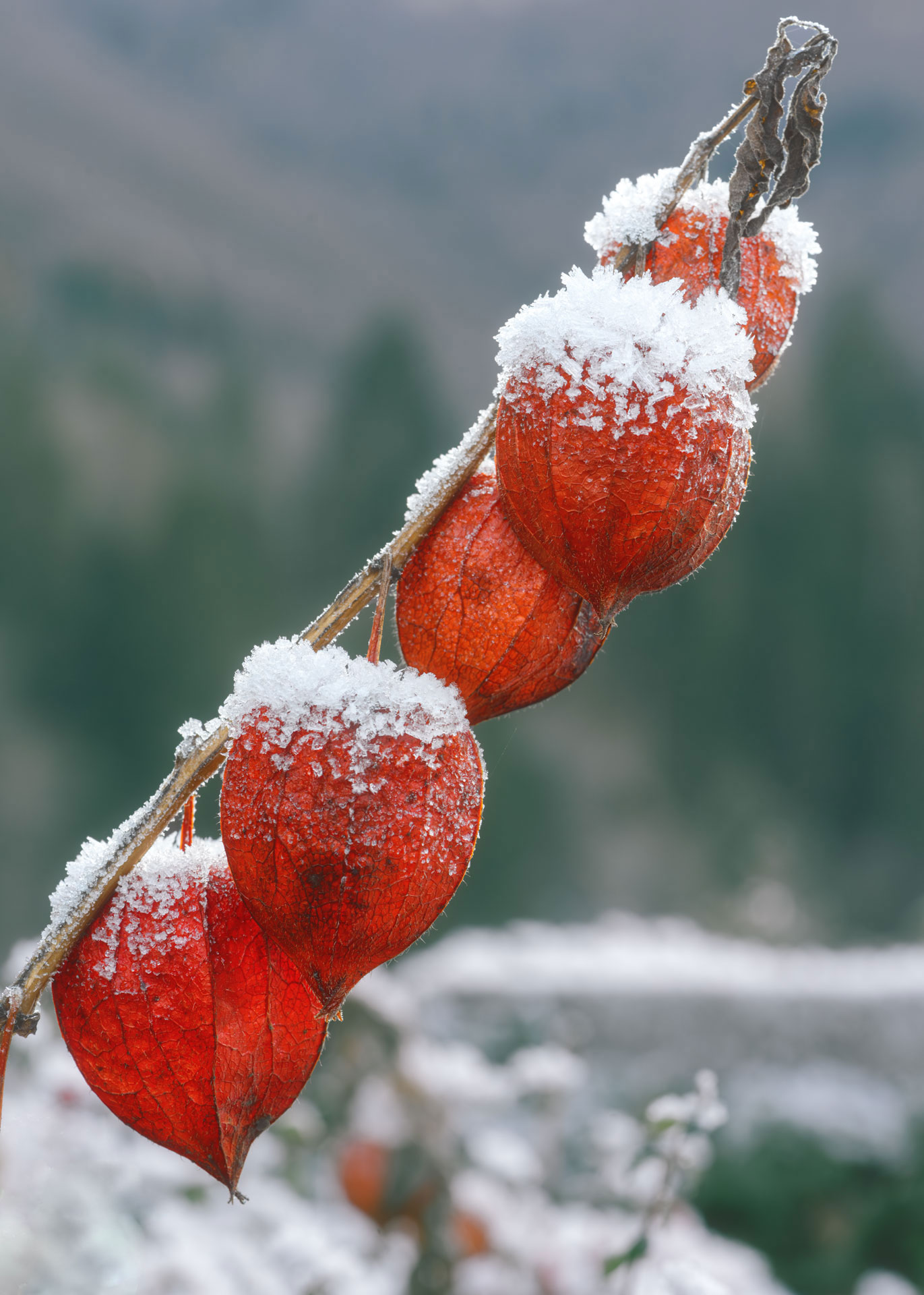 Gooseberries in Val Vajont