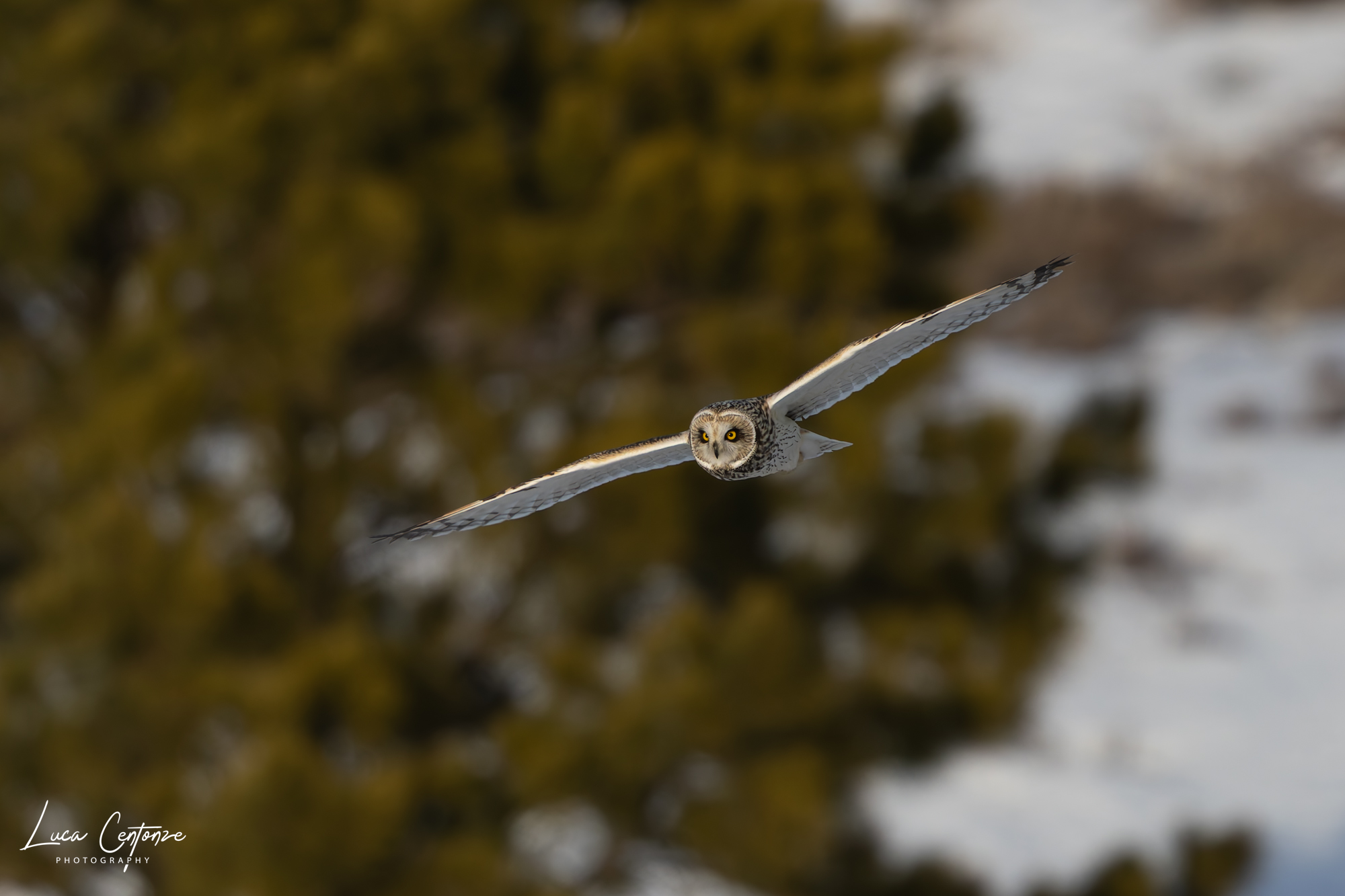 Short-eared Owl (Asio flammeus)