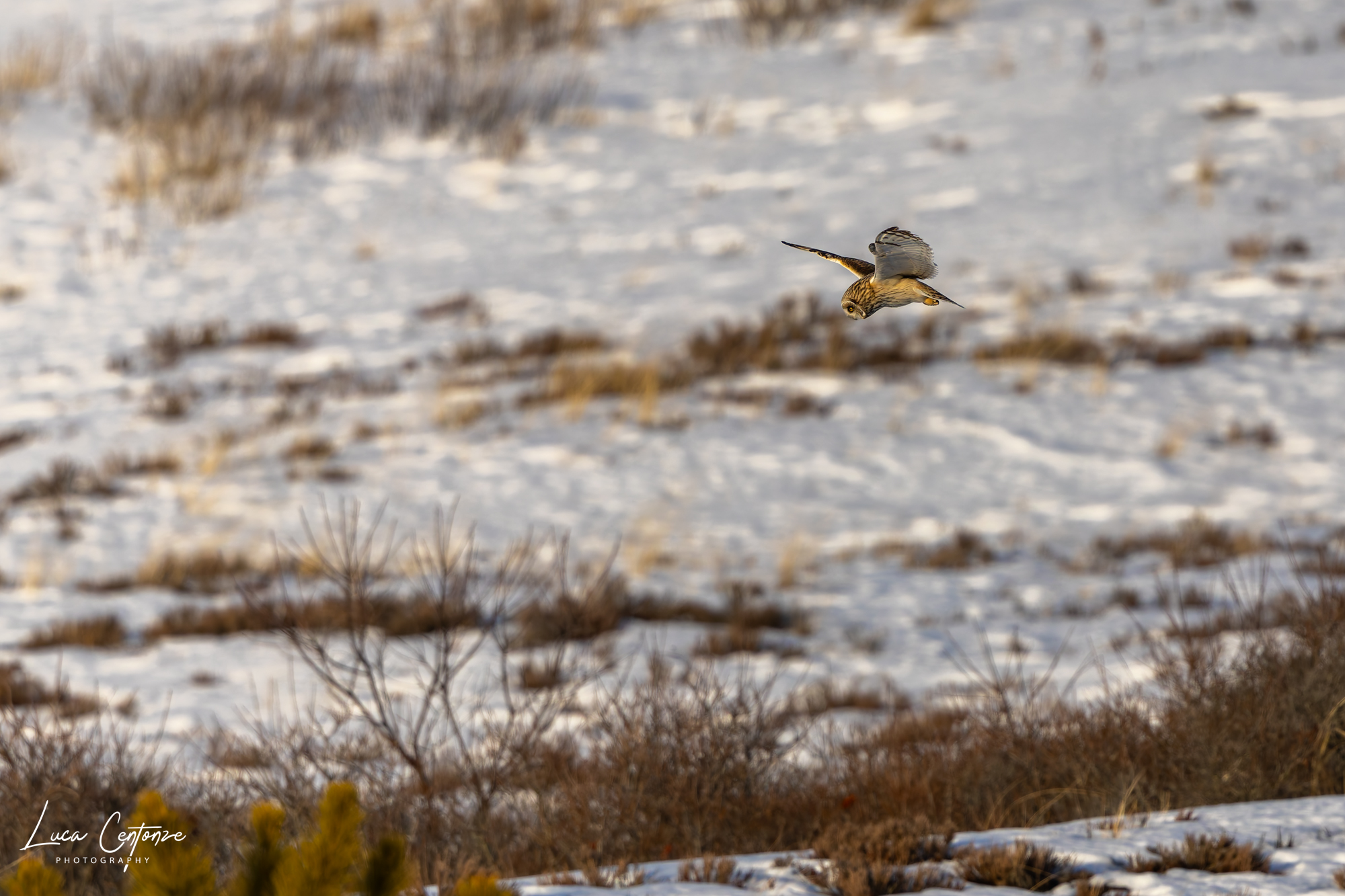 Short-eared Owl (Asio flammeus)