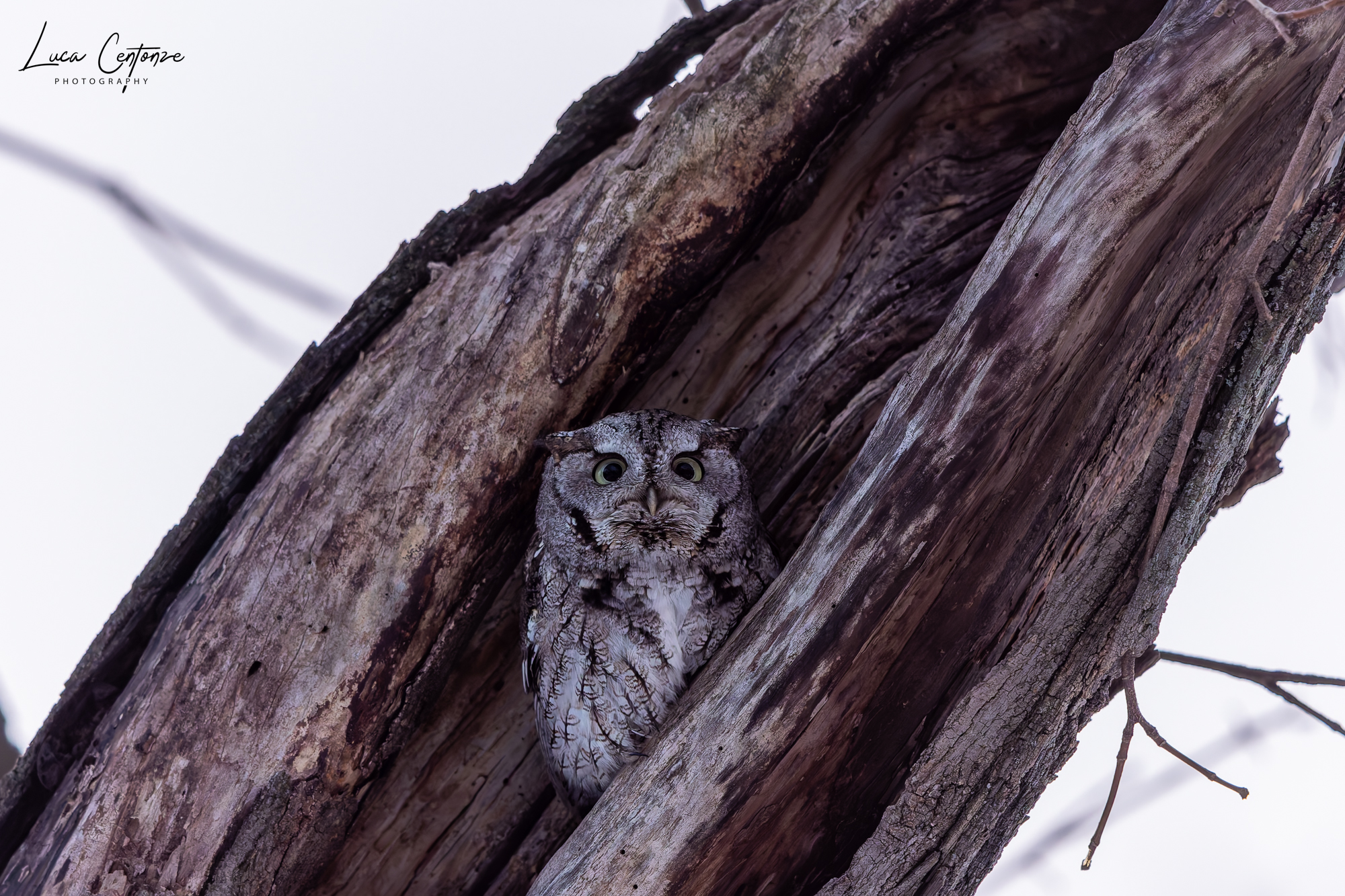 Screech Owl (Gray morph)