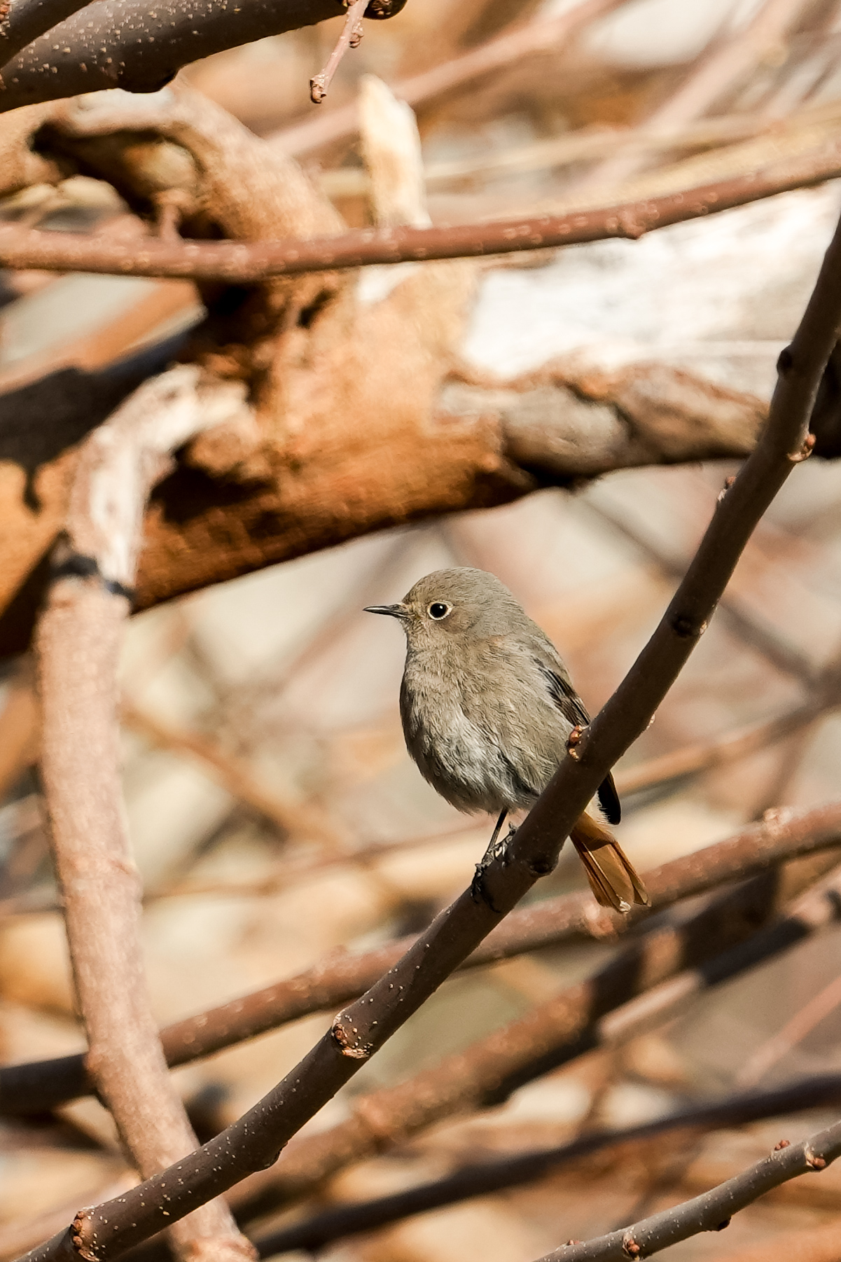 Un piccolo Codirosso Spazzacamino intento ad ammirarvi