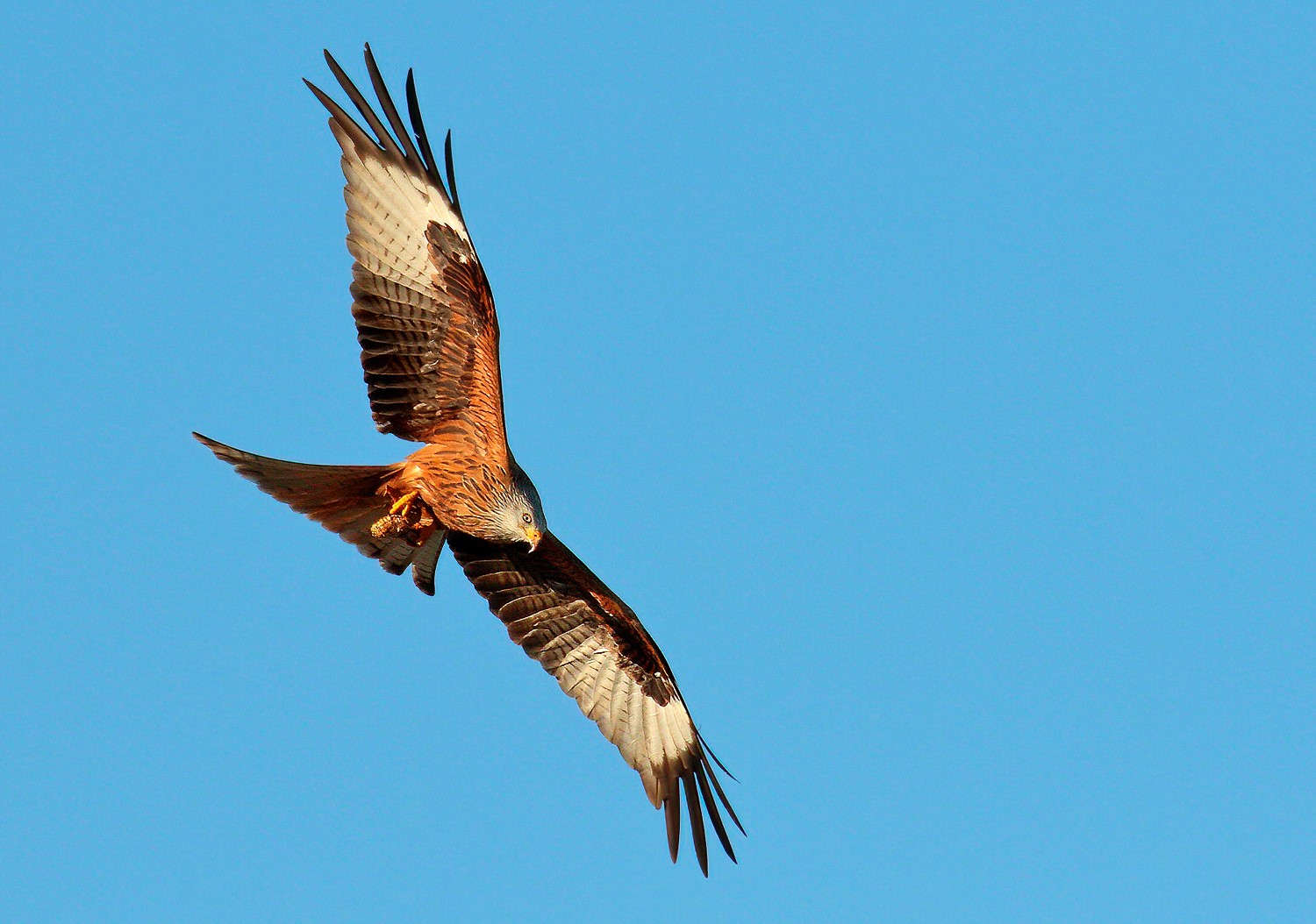 Nibbio reale con preda