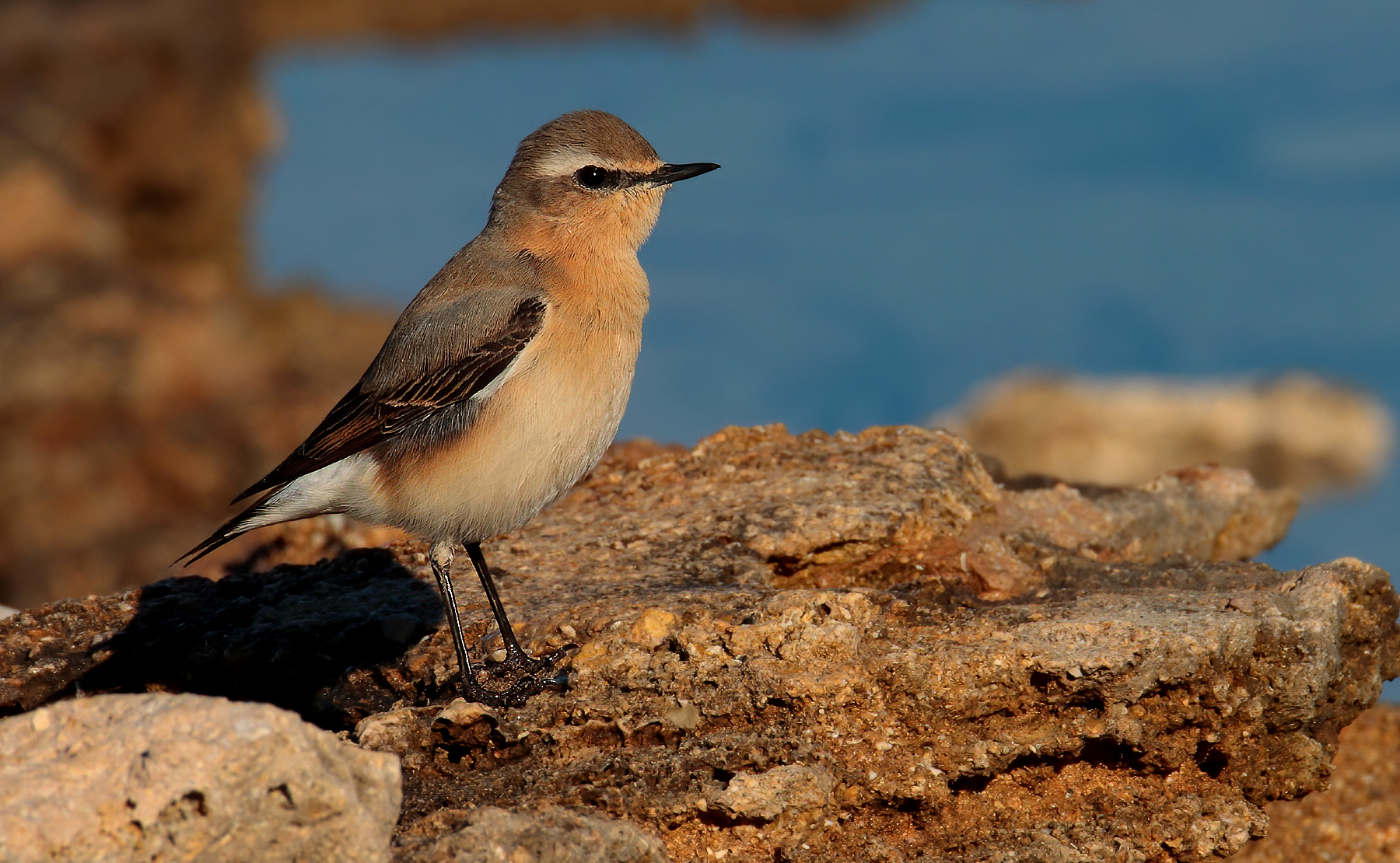 Culbianco femmina al mare