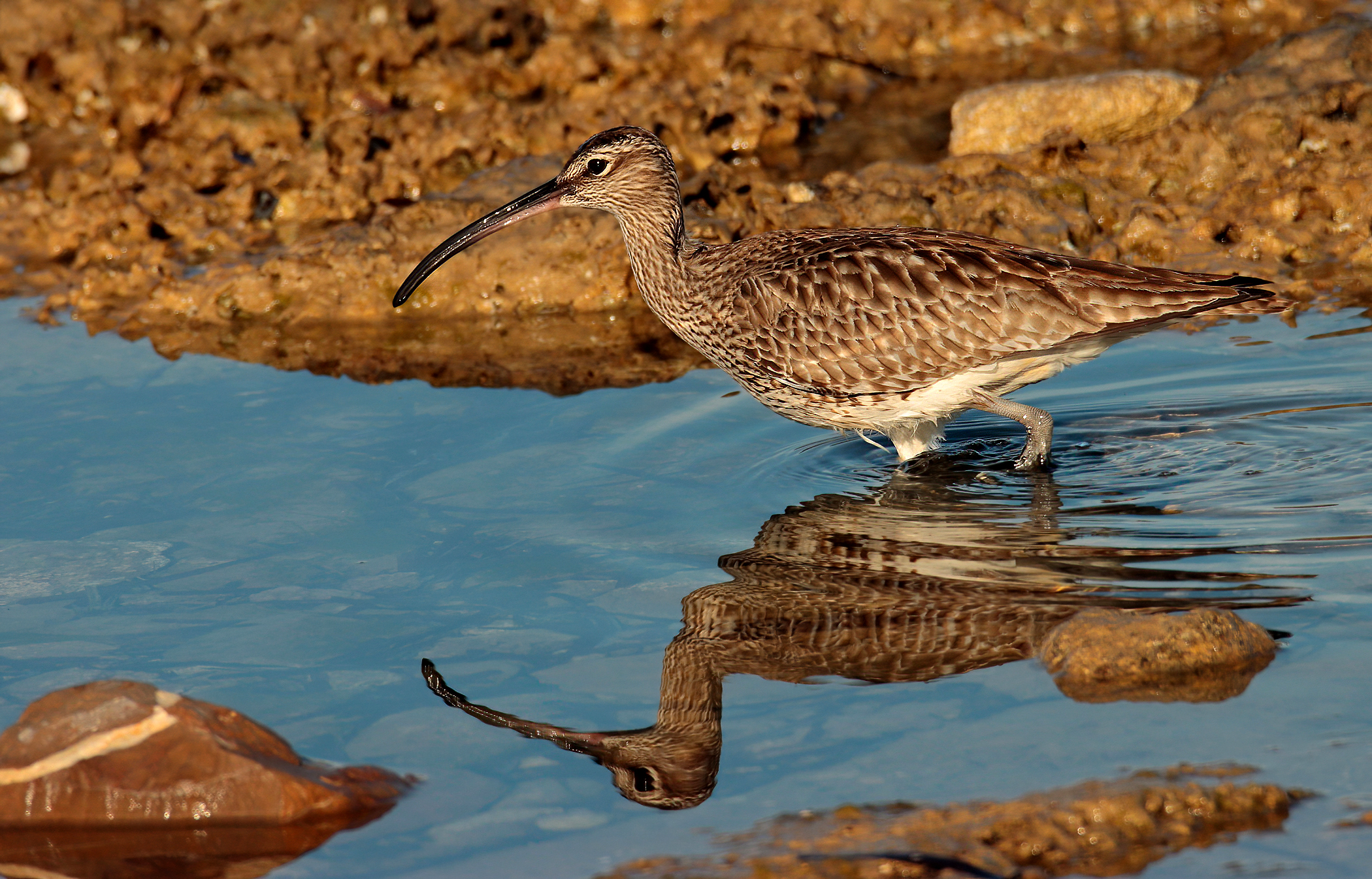 Reflex curlew