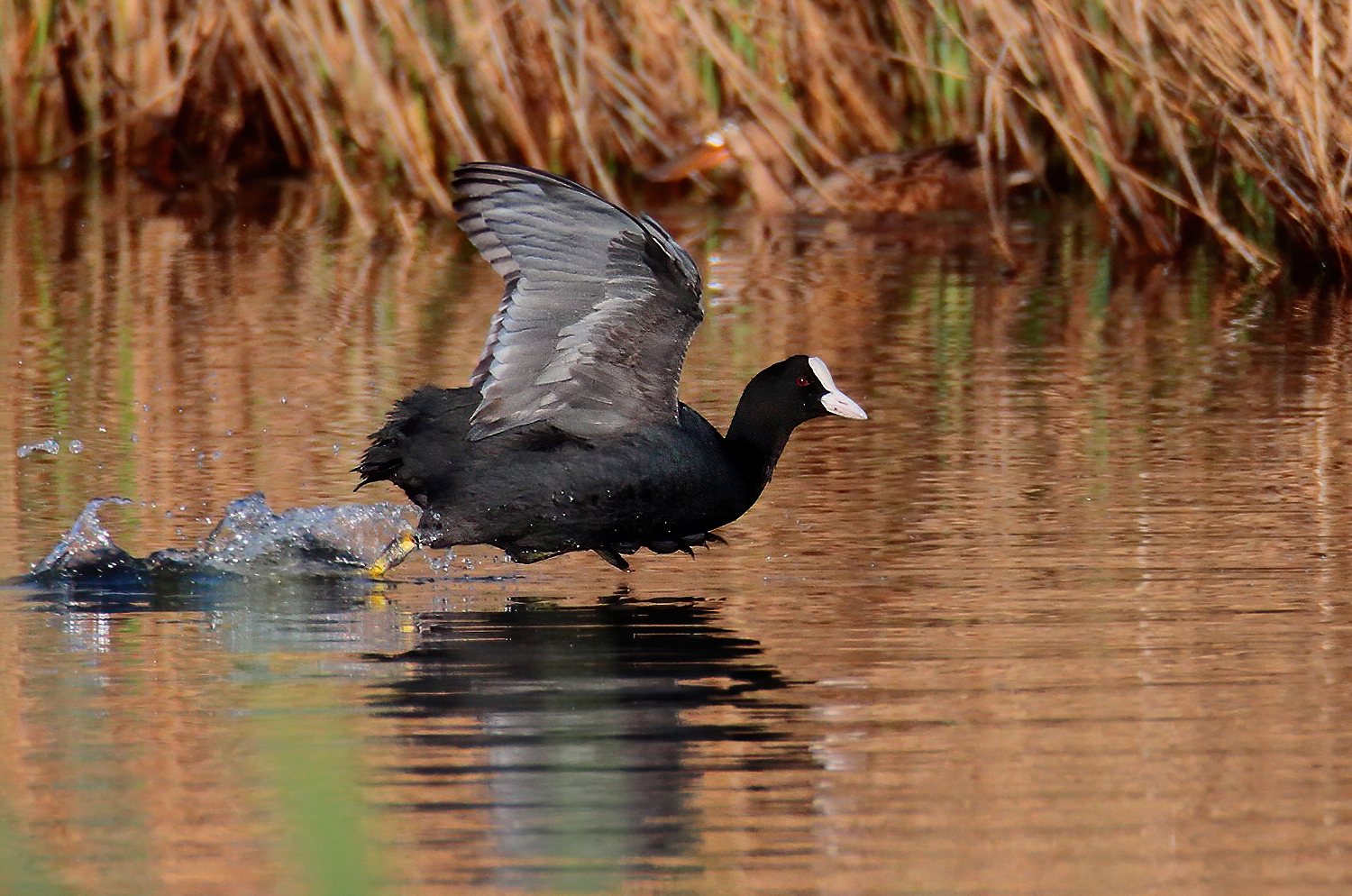 The coot race