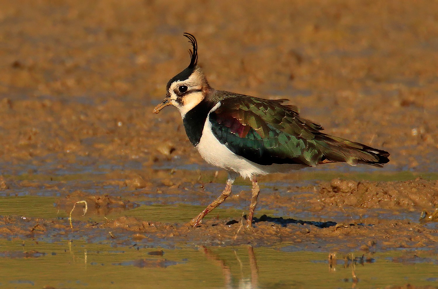 My first lapwing