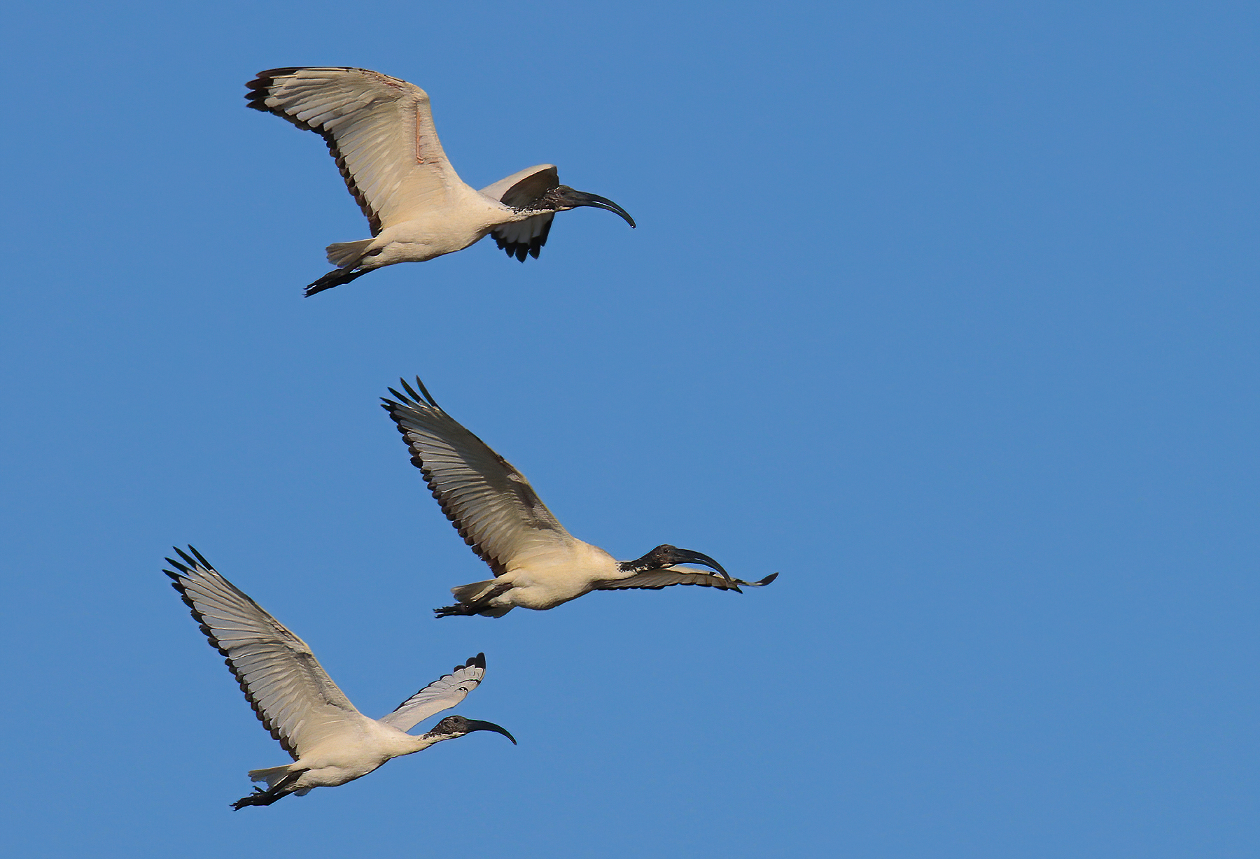 Il trio (ibis sacri)