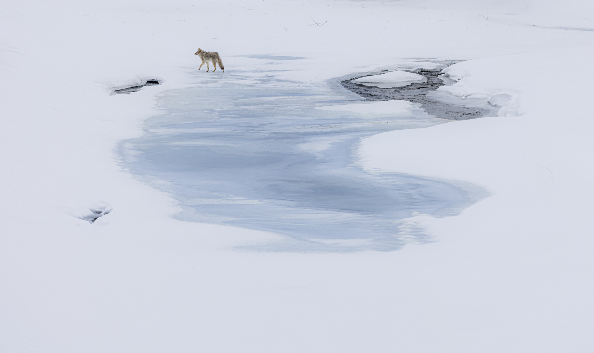 Coyote on frozen lake