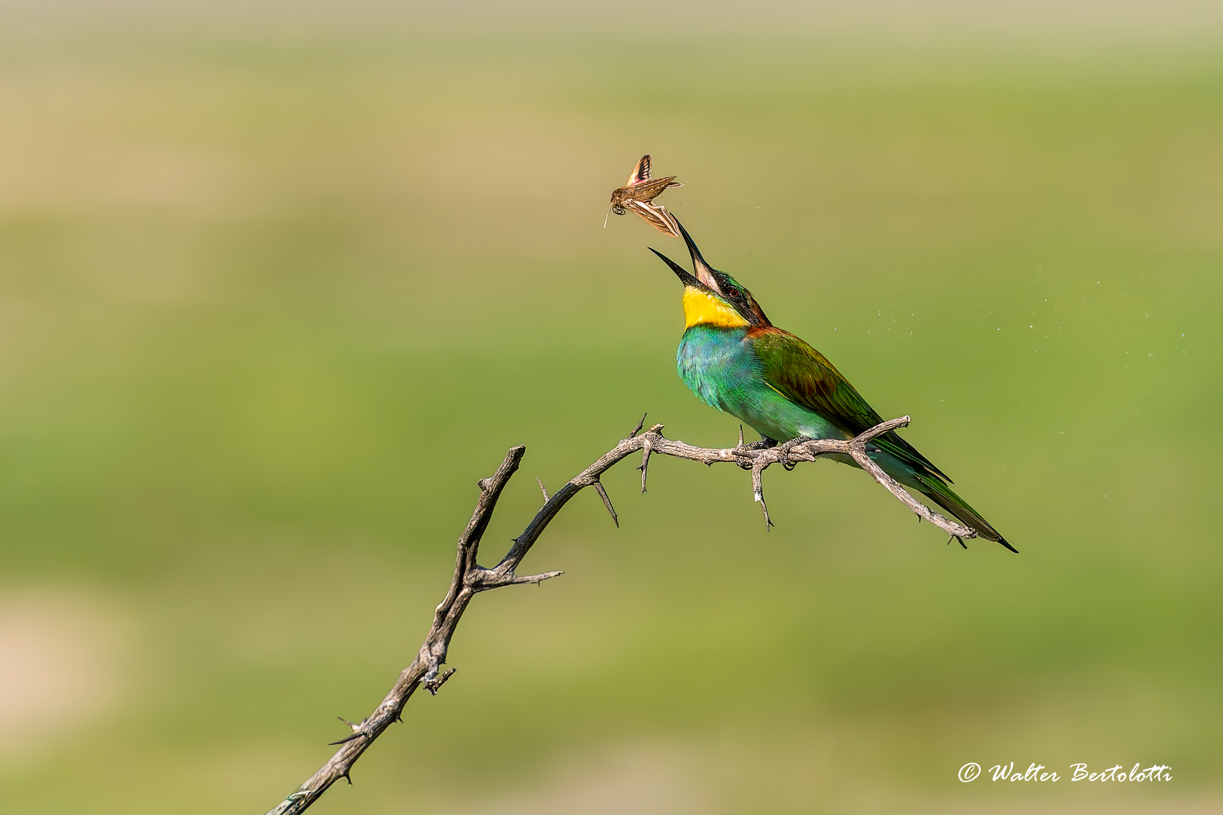 la colazione del gruccione