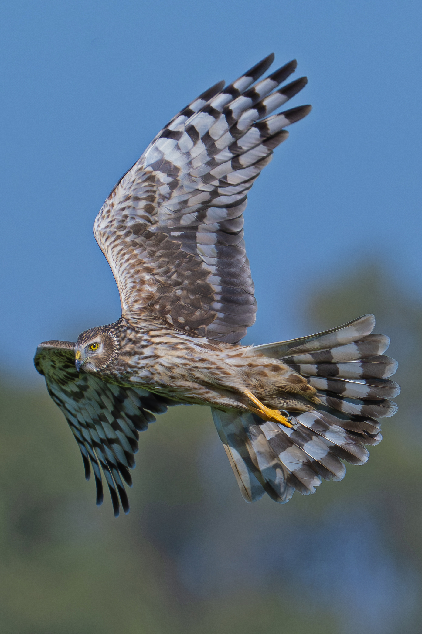 Hen Harrier female