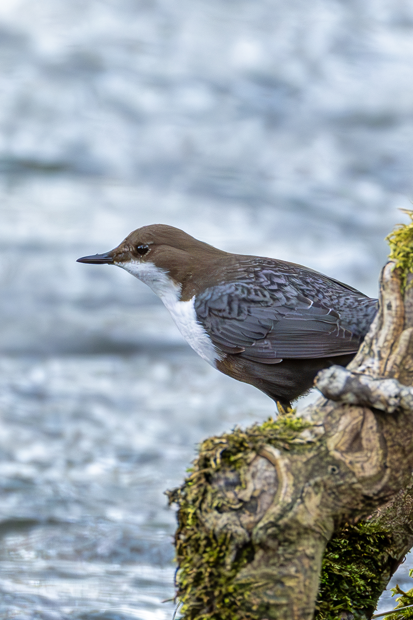 Blackbird dipper ready to dive.