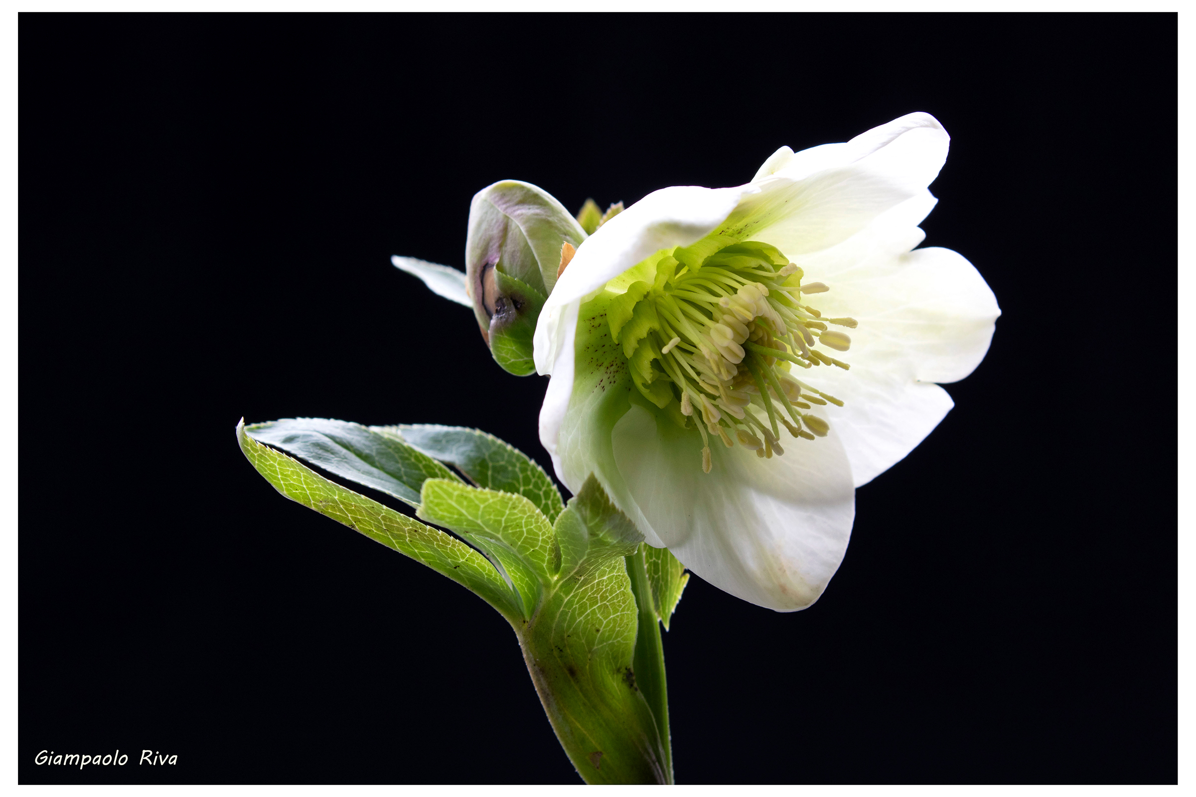 Elleboro ibrido "white spotted"