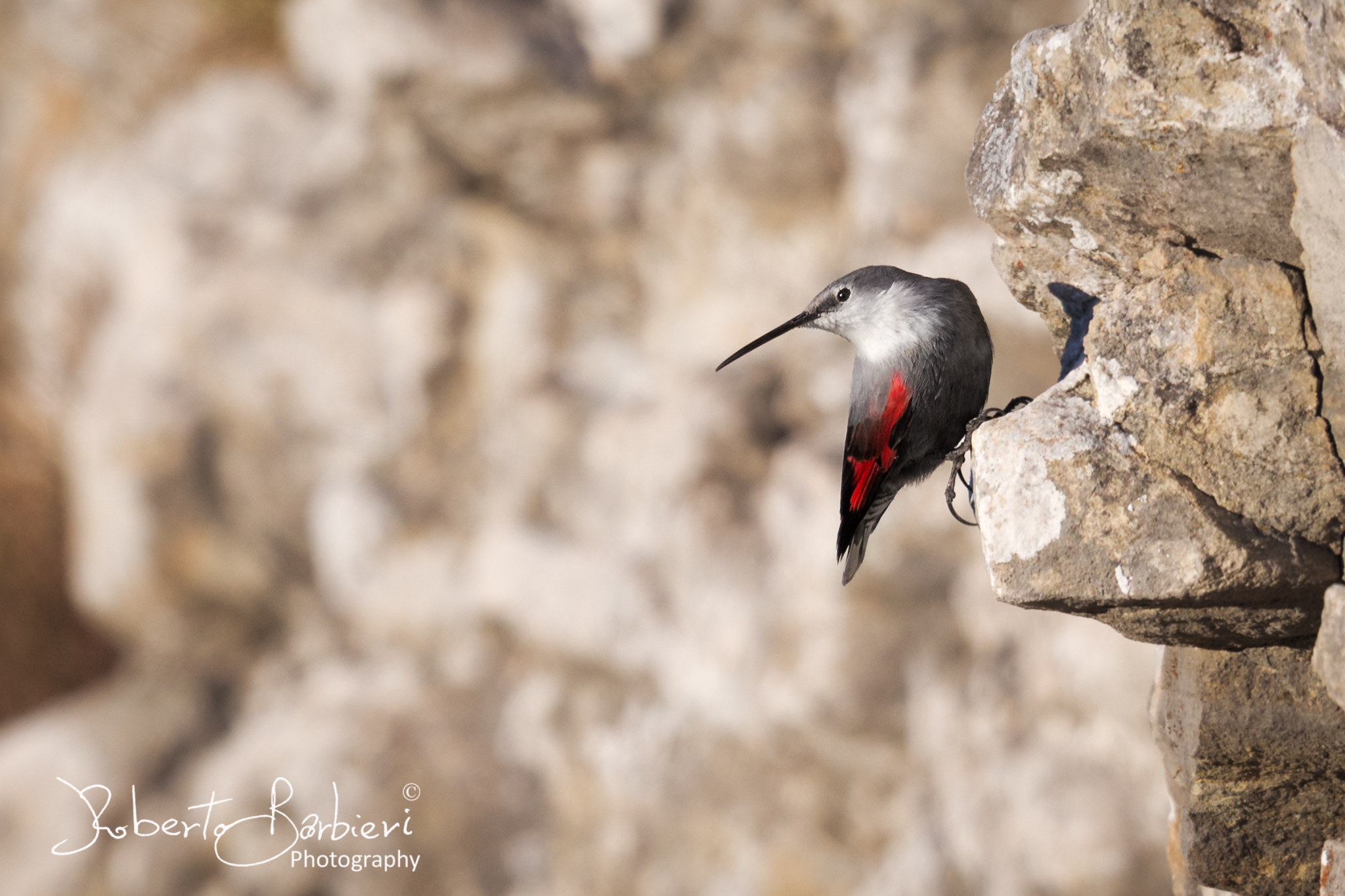 Wallcreeper