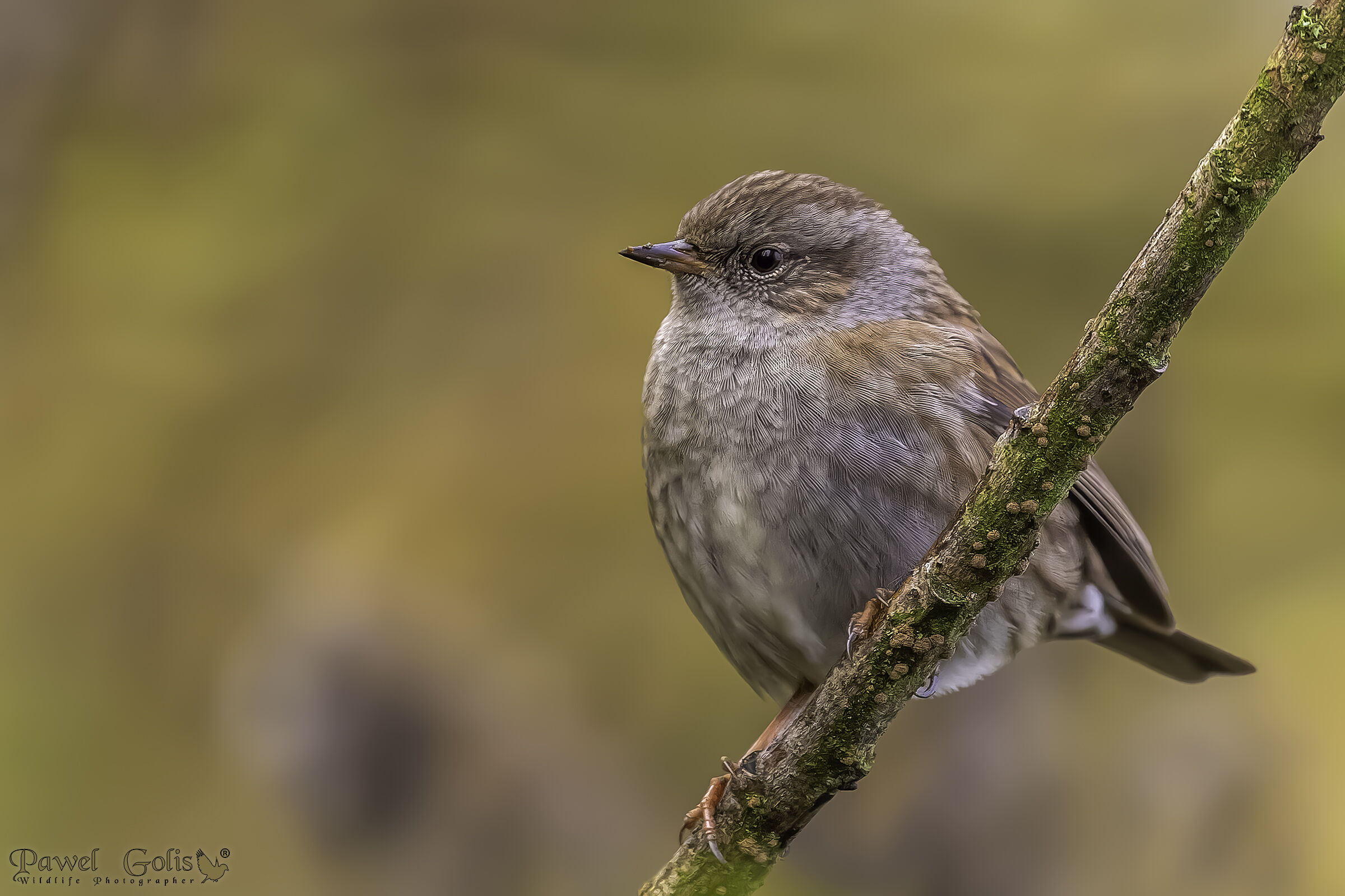 Dunnock (Prunella modularis)