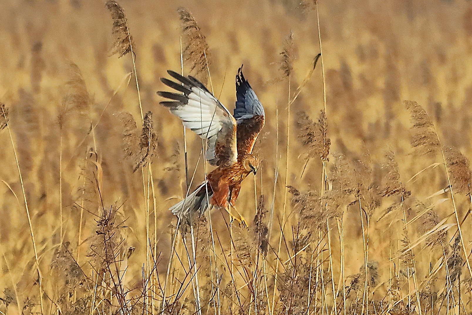 Falco di palude M 21 gennaio 2022 - 0112