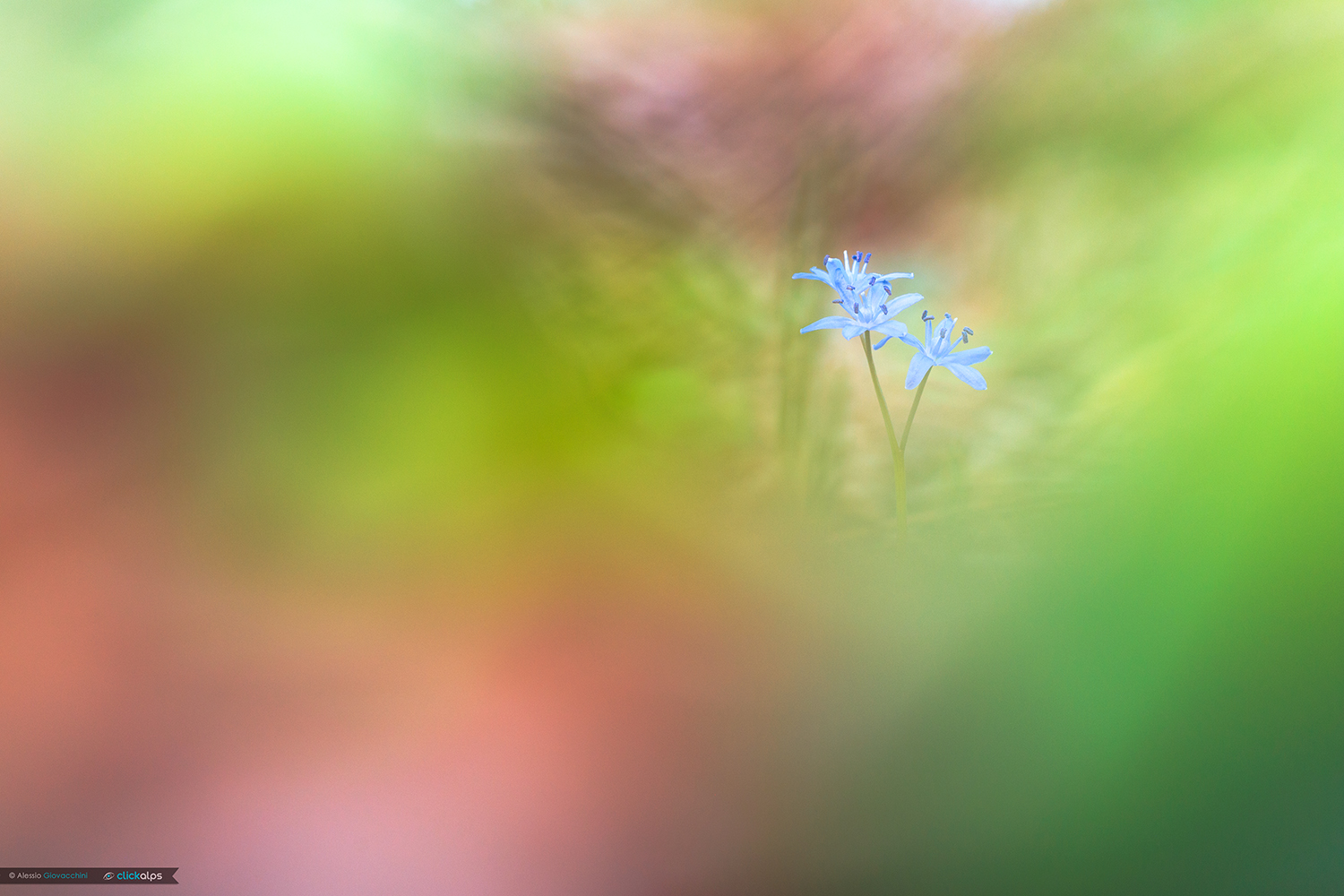 Scilla bifolia