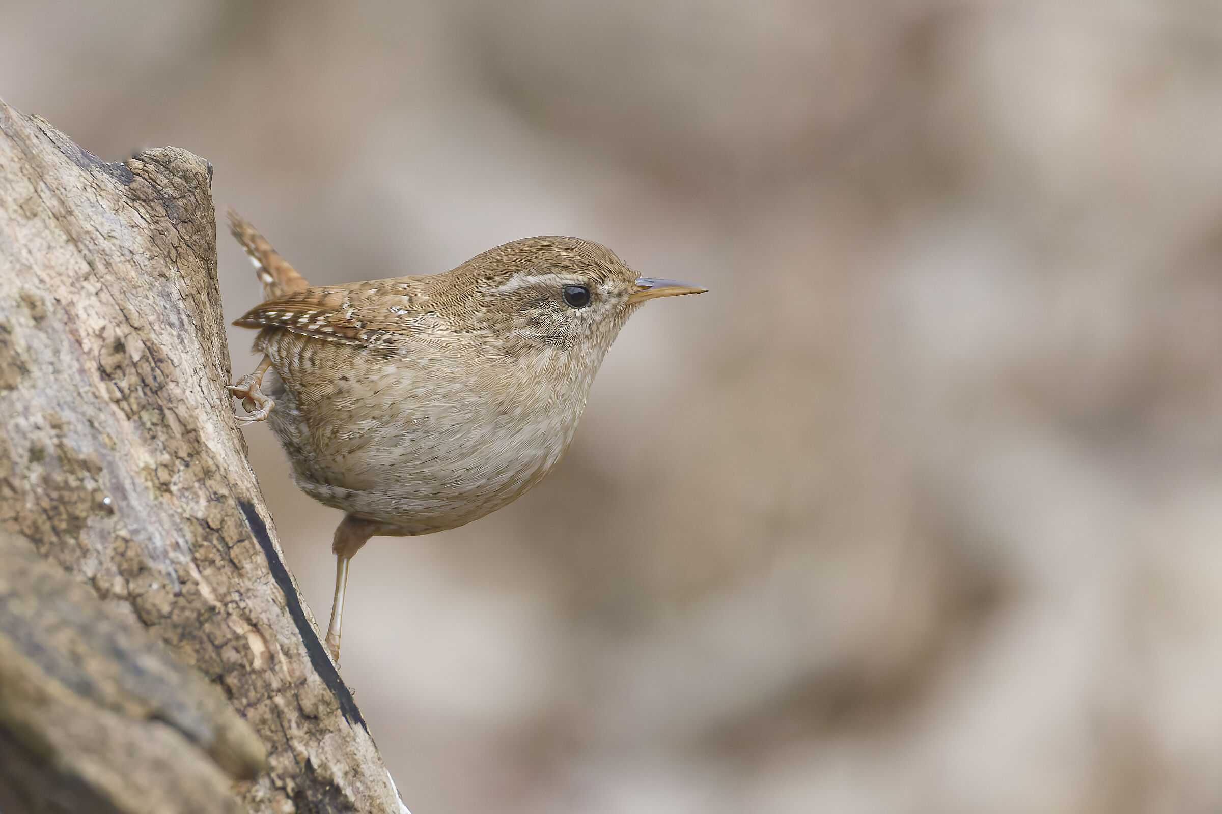 Wren
