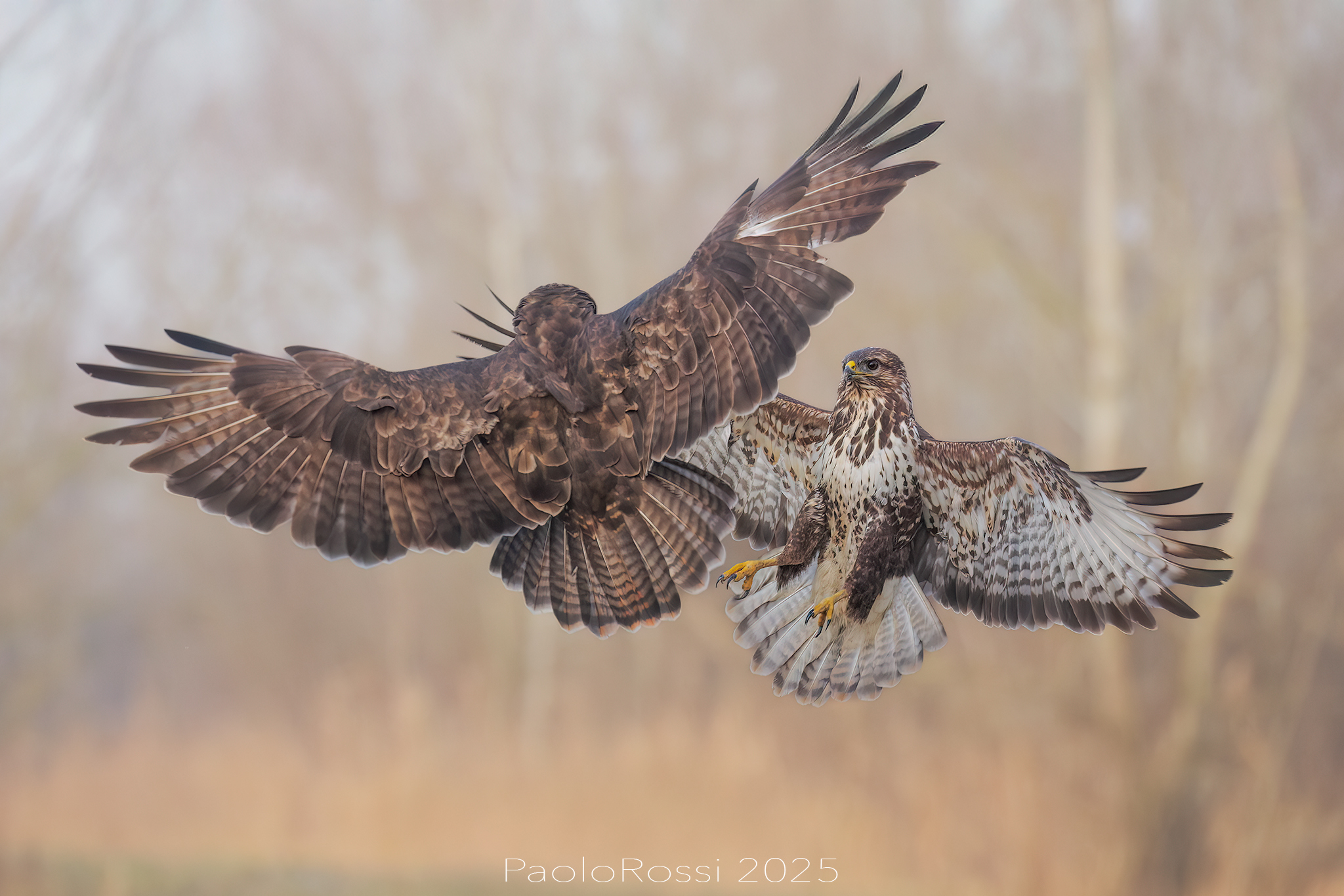 Quarrelsome buzzards...