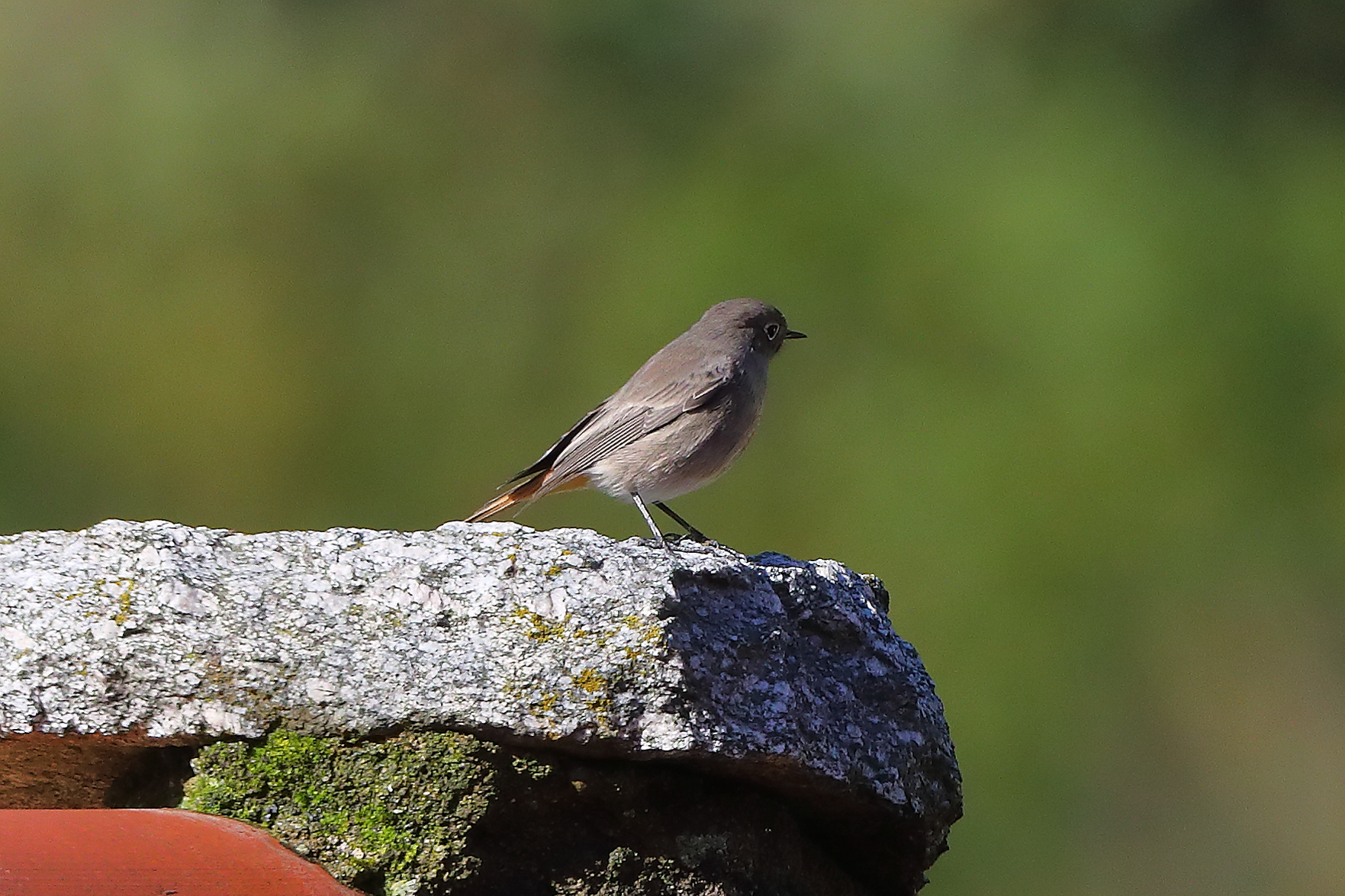 Codirosso S F 18 ottobre 2024 - 0018