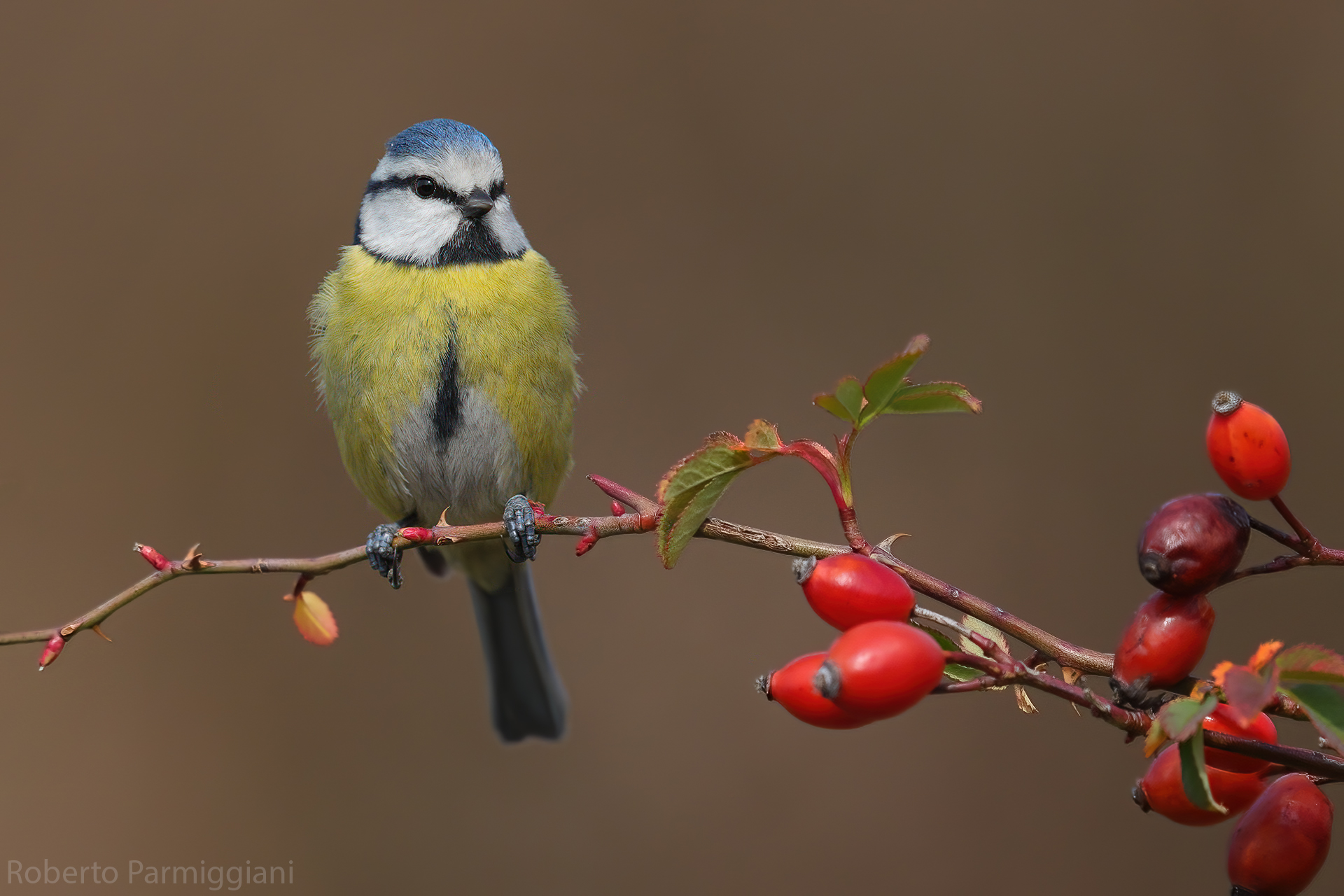 Cinciarella e rosa canina