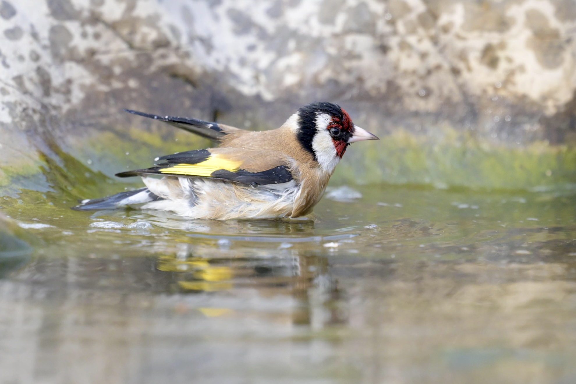 Goldfinch's bath