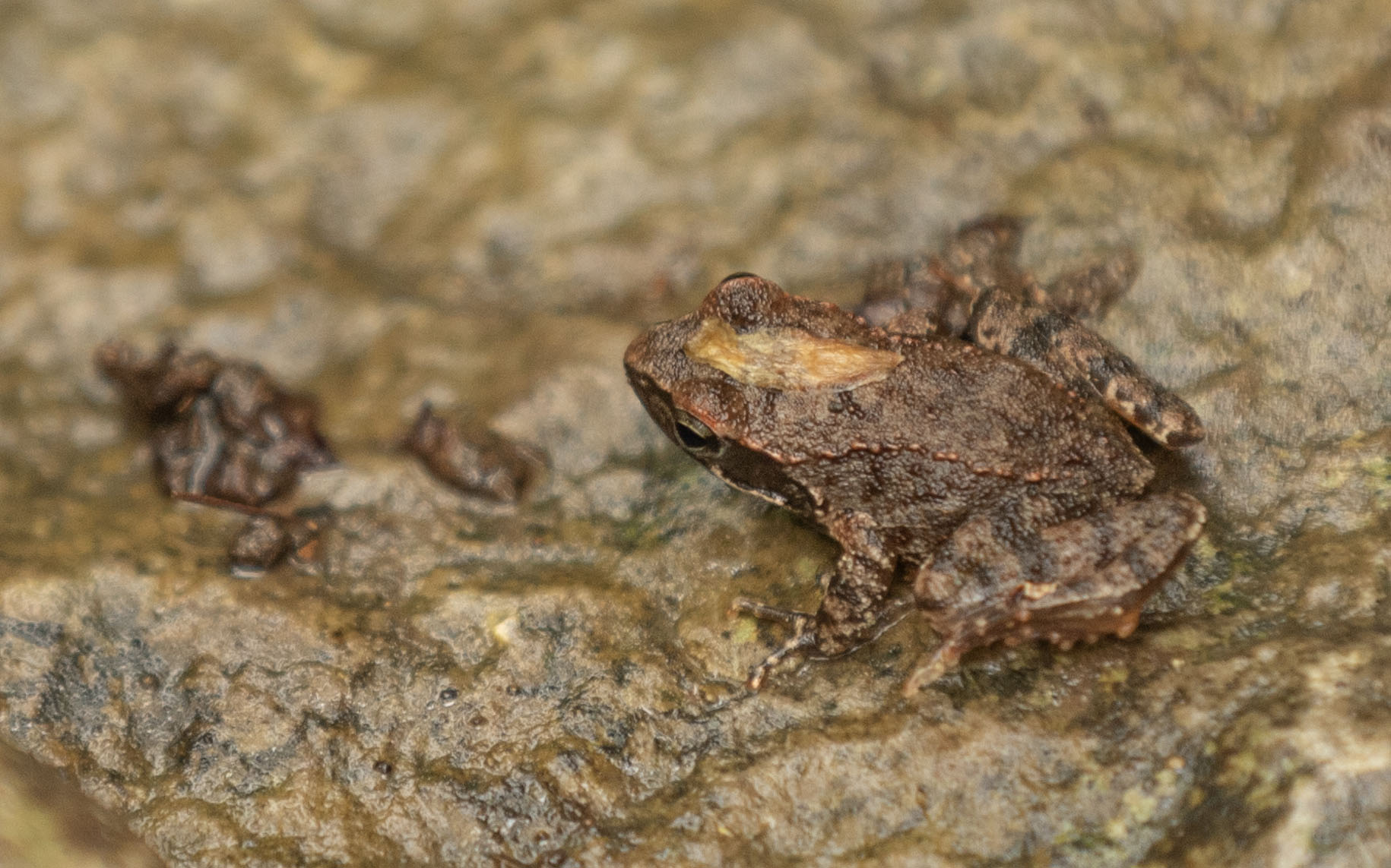 river frog , 2 cm of wonder