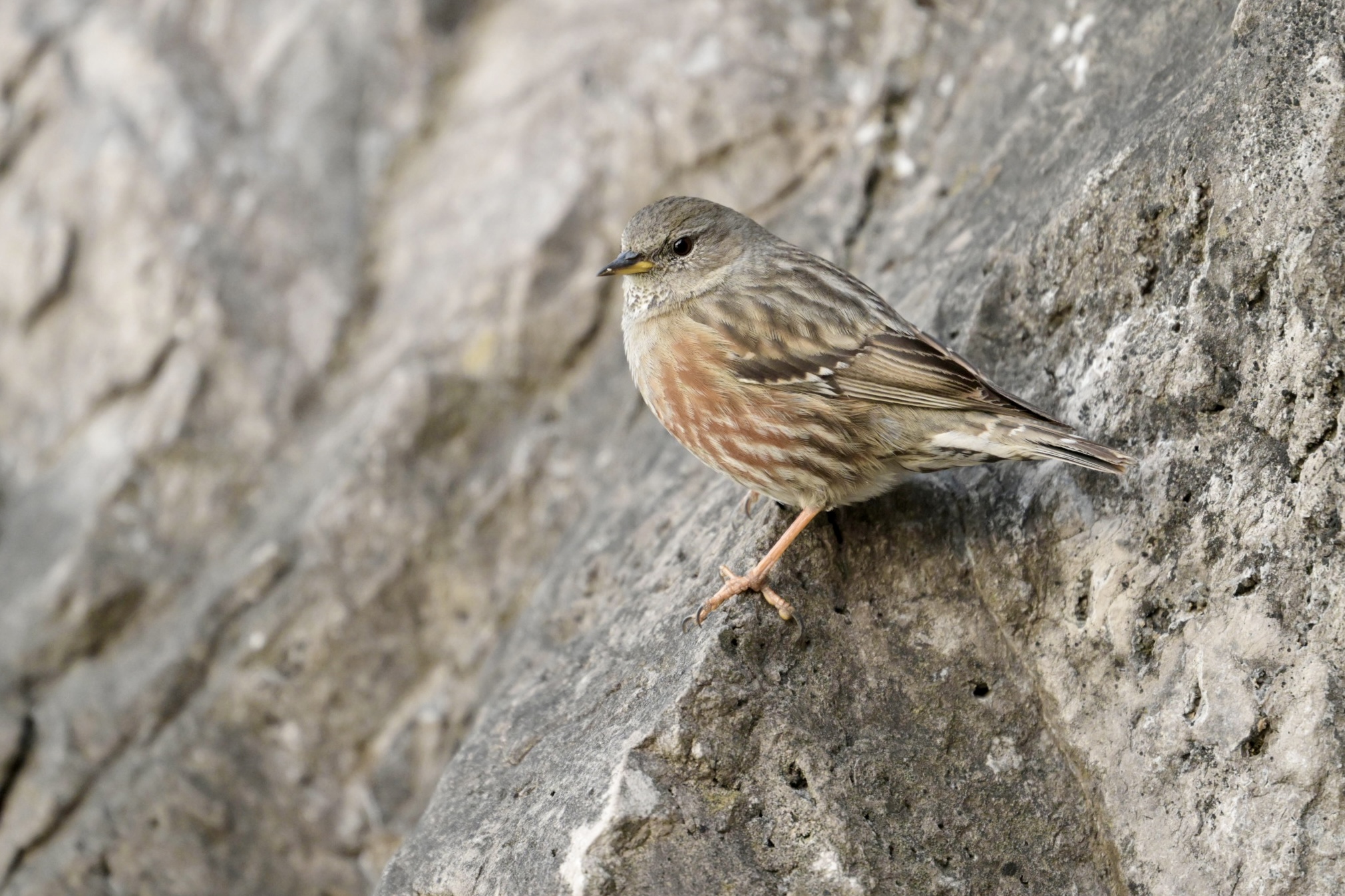 Alpine accentor