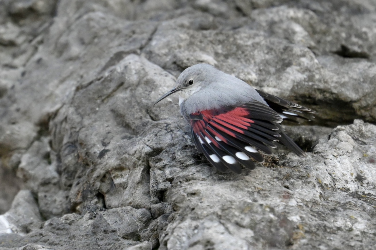 Wallcreeper