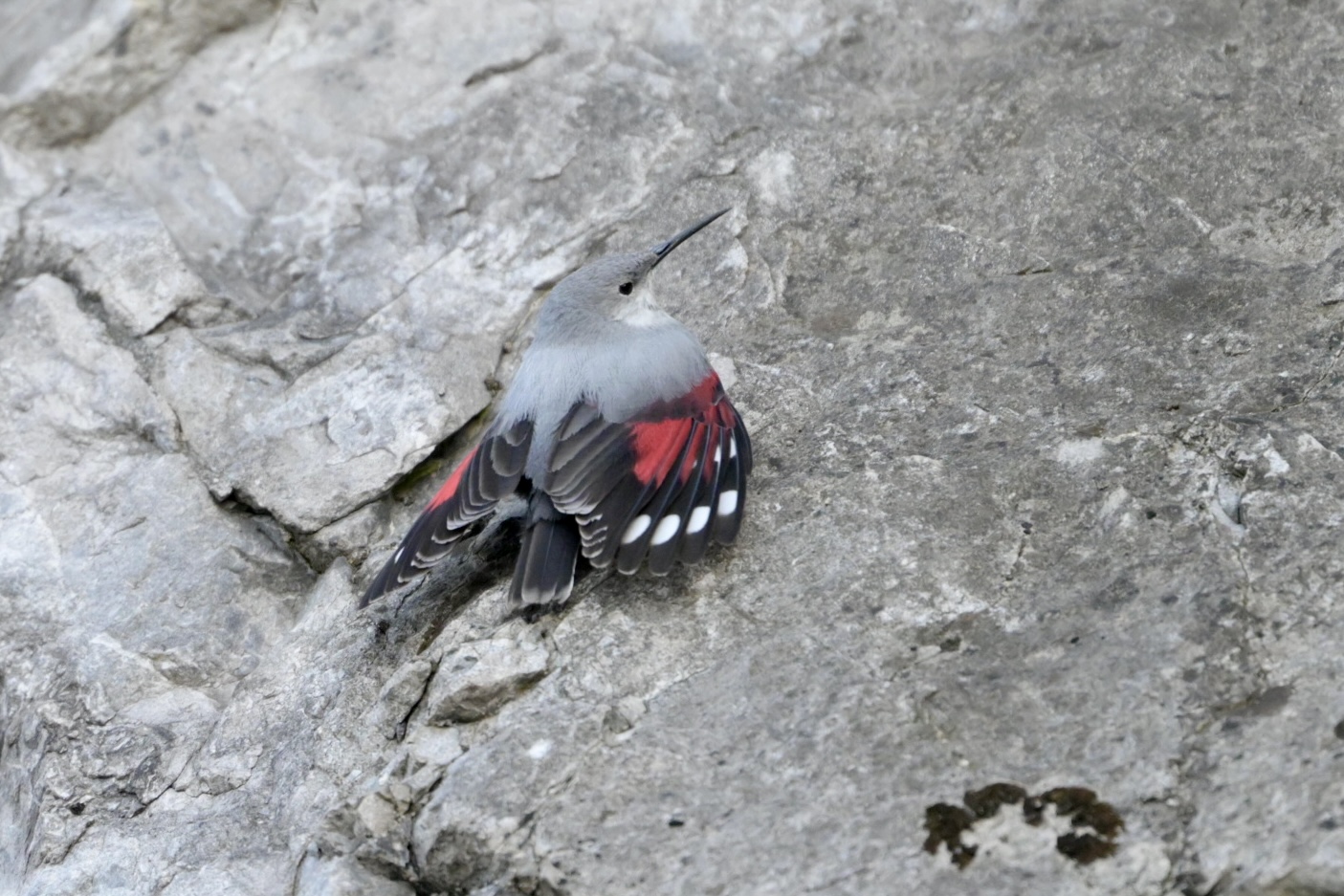 Wallcreeper