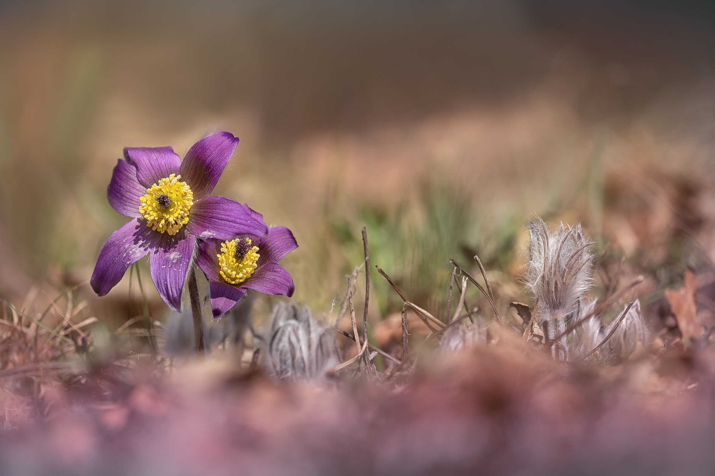 Pulsatilla montana