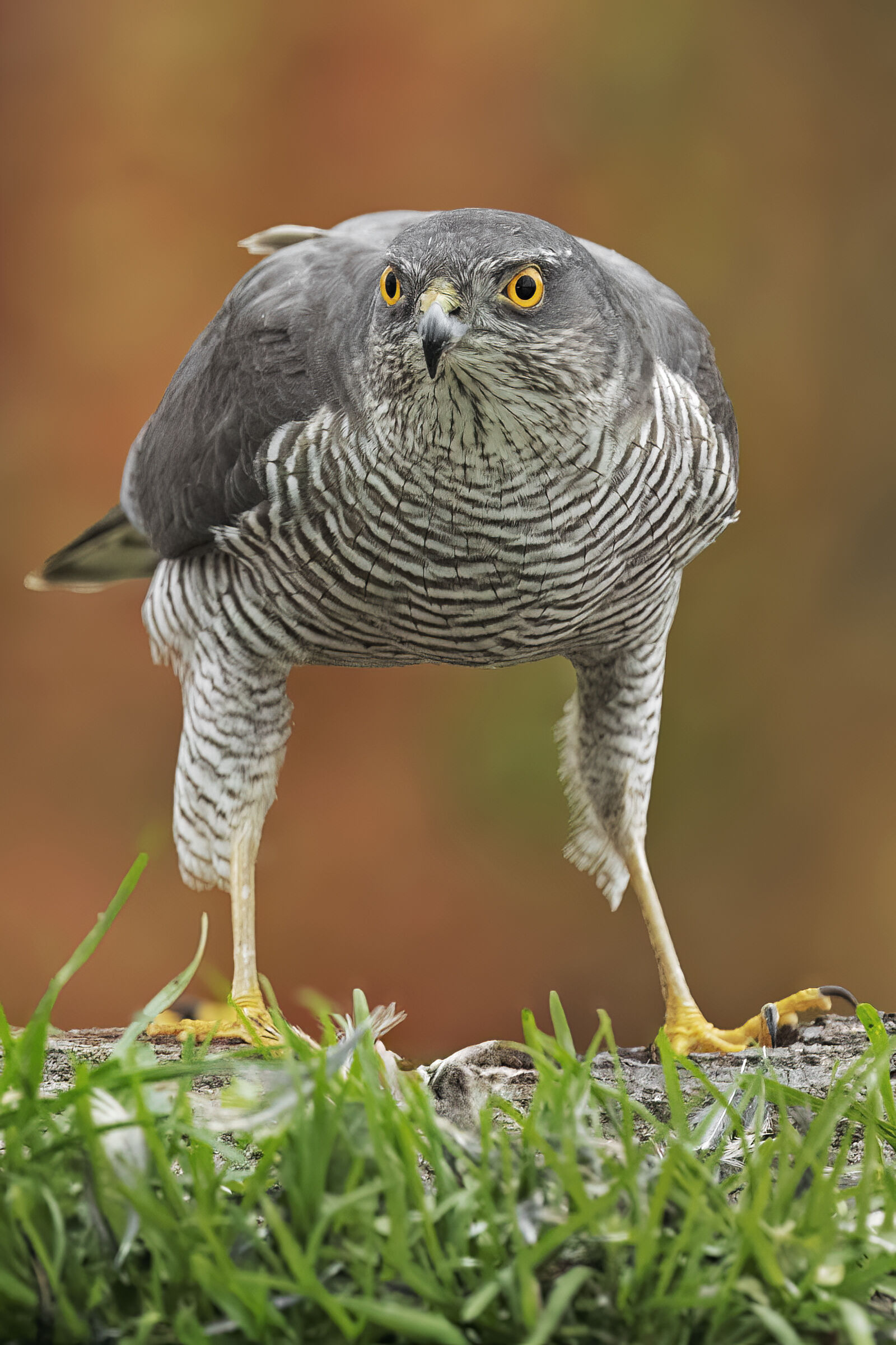 Sparviere &female; lo sguardo