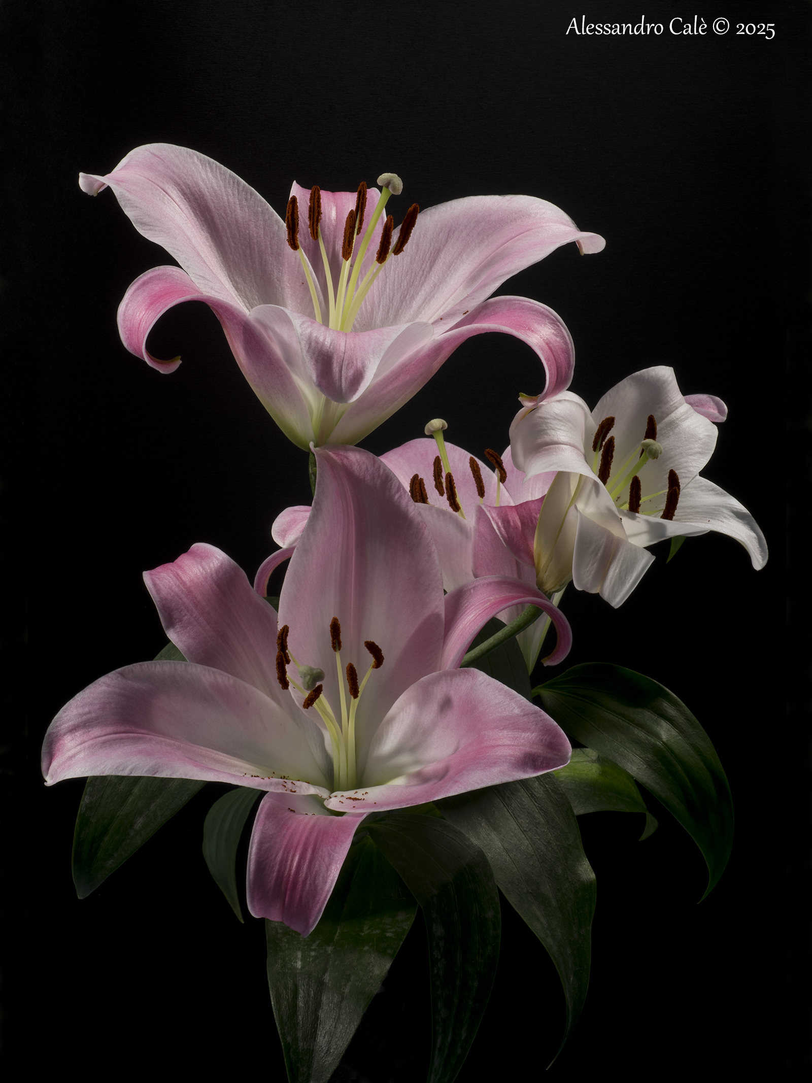 Lily 9228