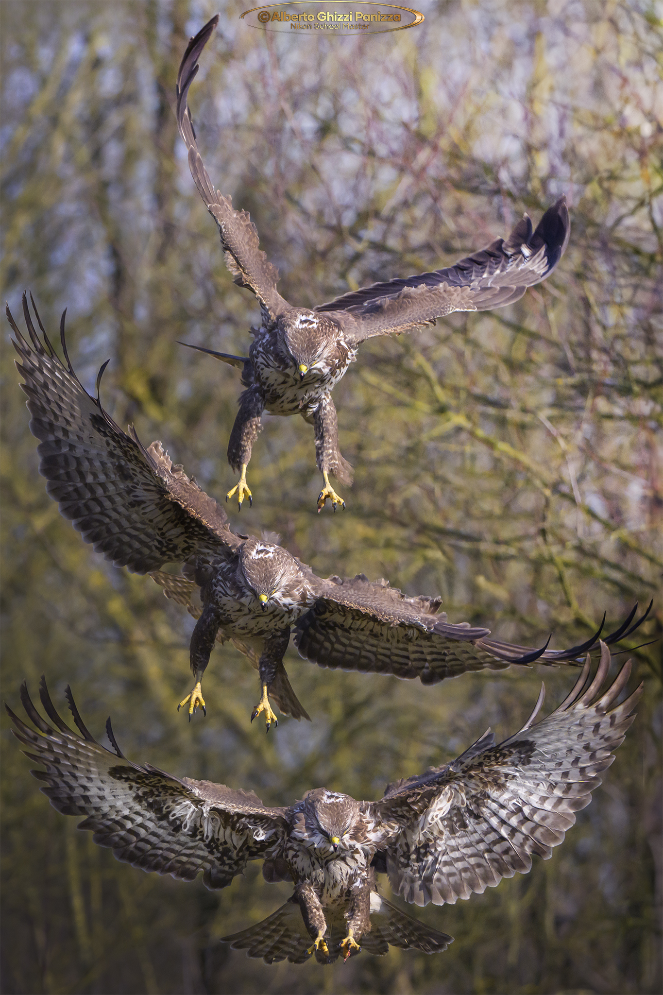 The descent of the Poiana