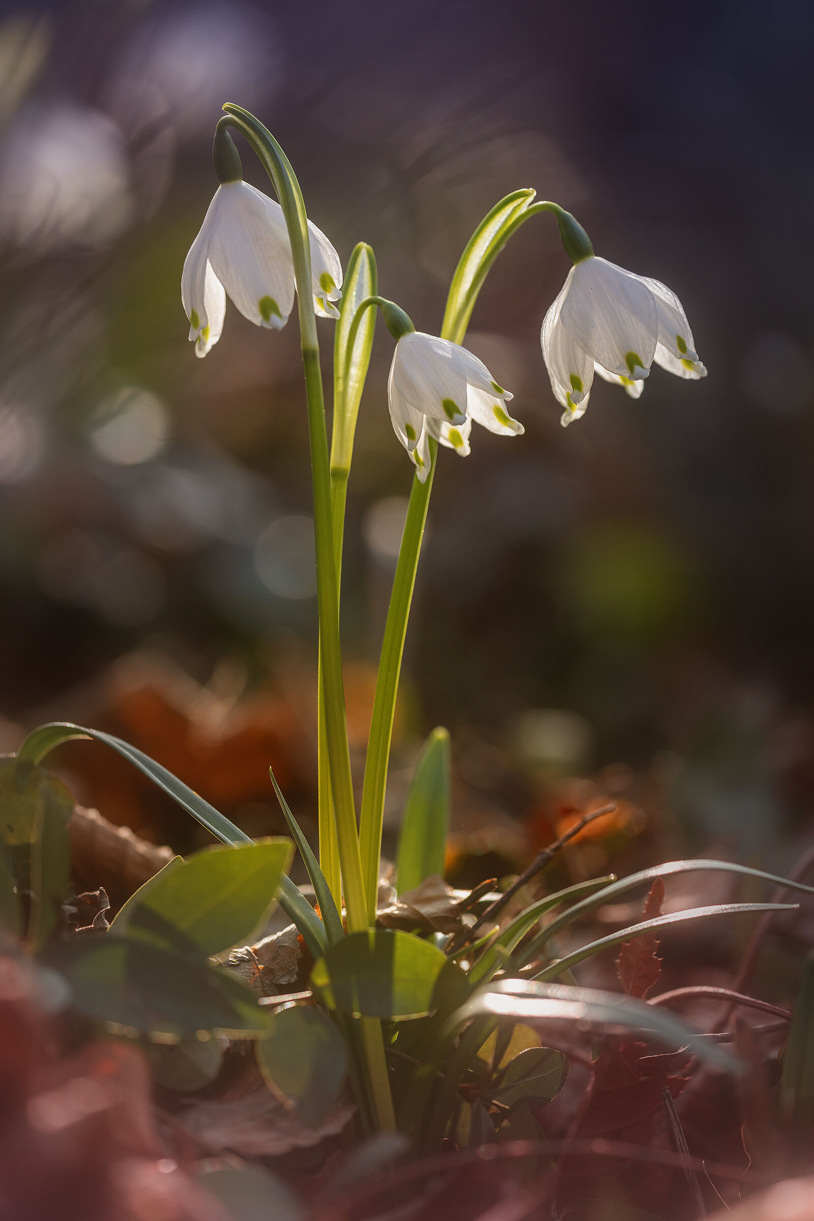 Tinkerbell - Leucojum vernum