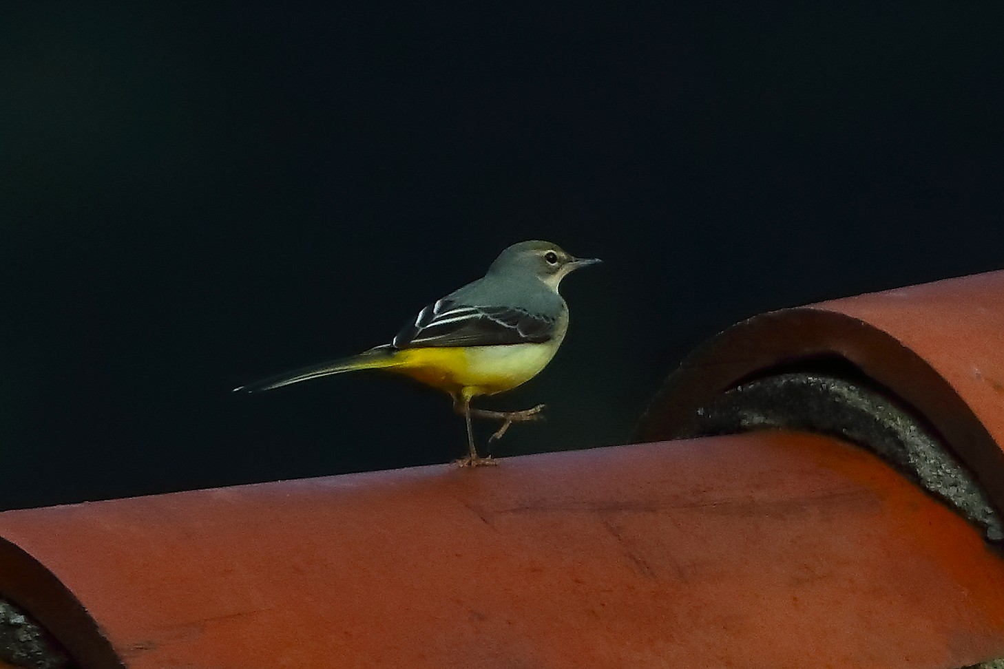 Ballerina G 22 ottobre 2024 - 0038