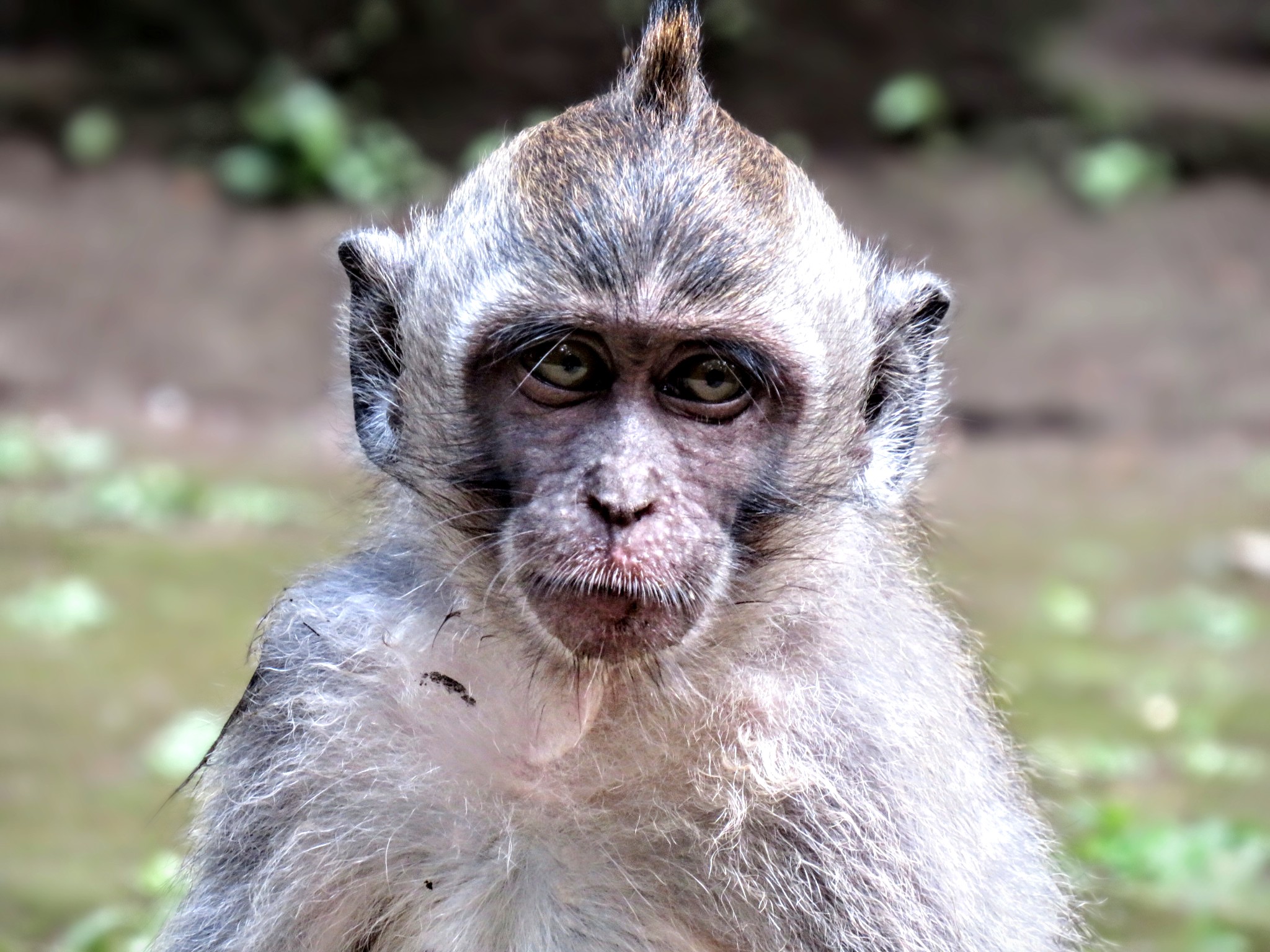 Forest Monkey - Indonesia