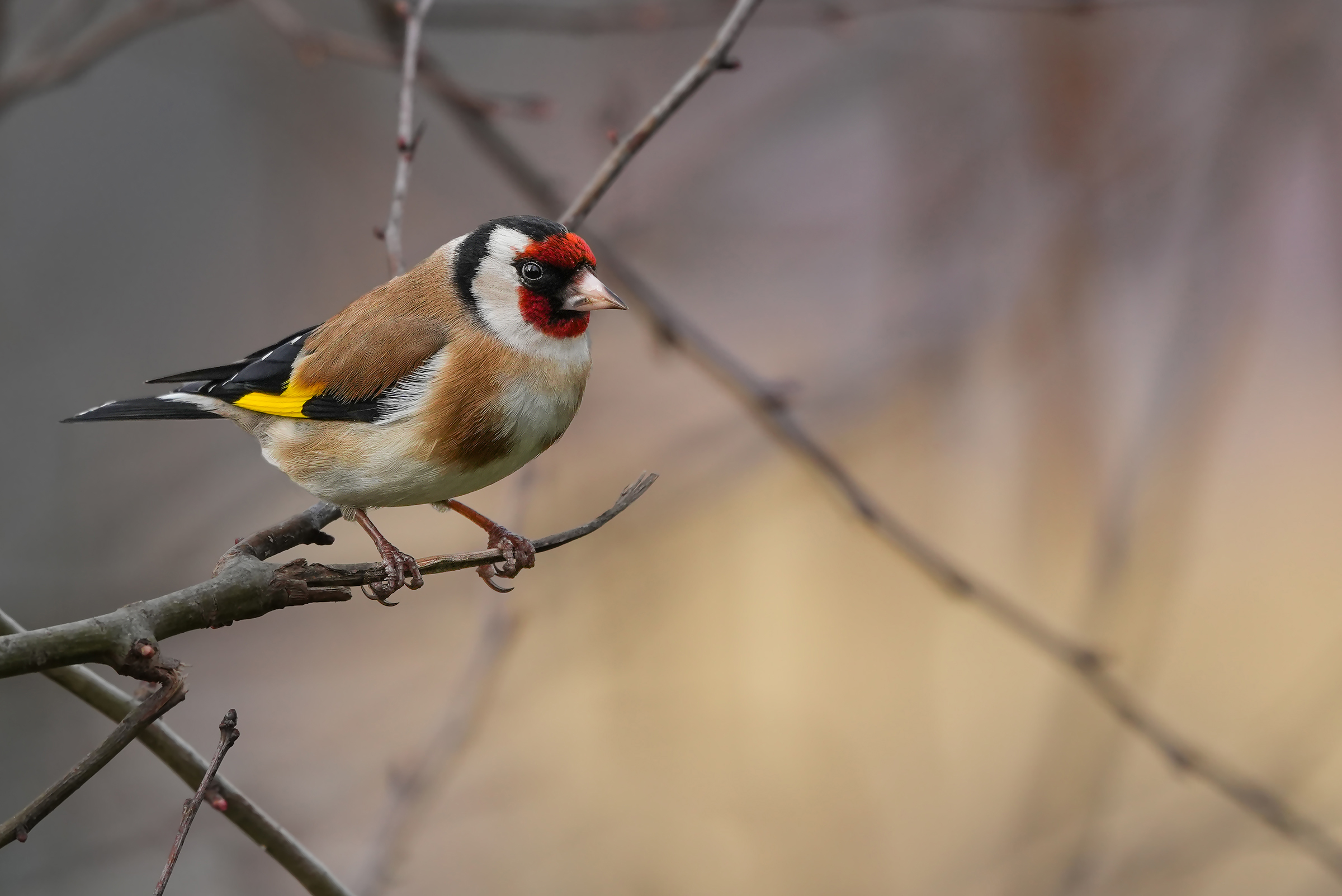 goldfinch