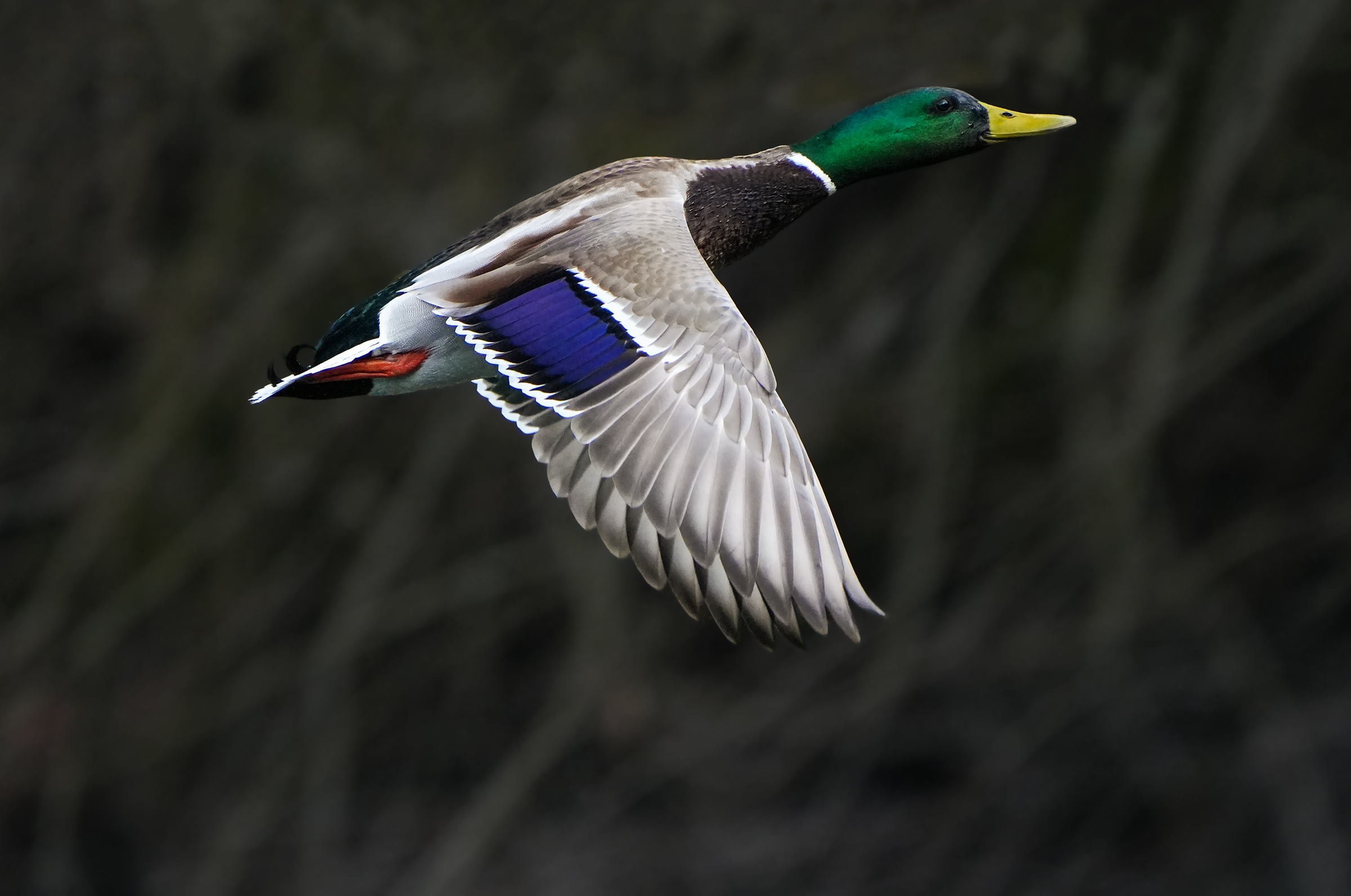 in flight